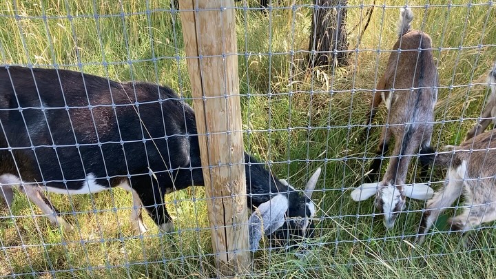 Turning grass and trees into milk with #goats on the #homestead #farm
