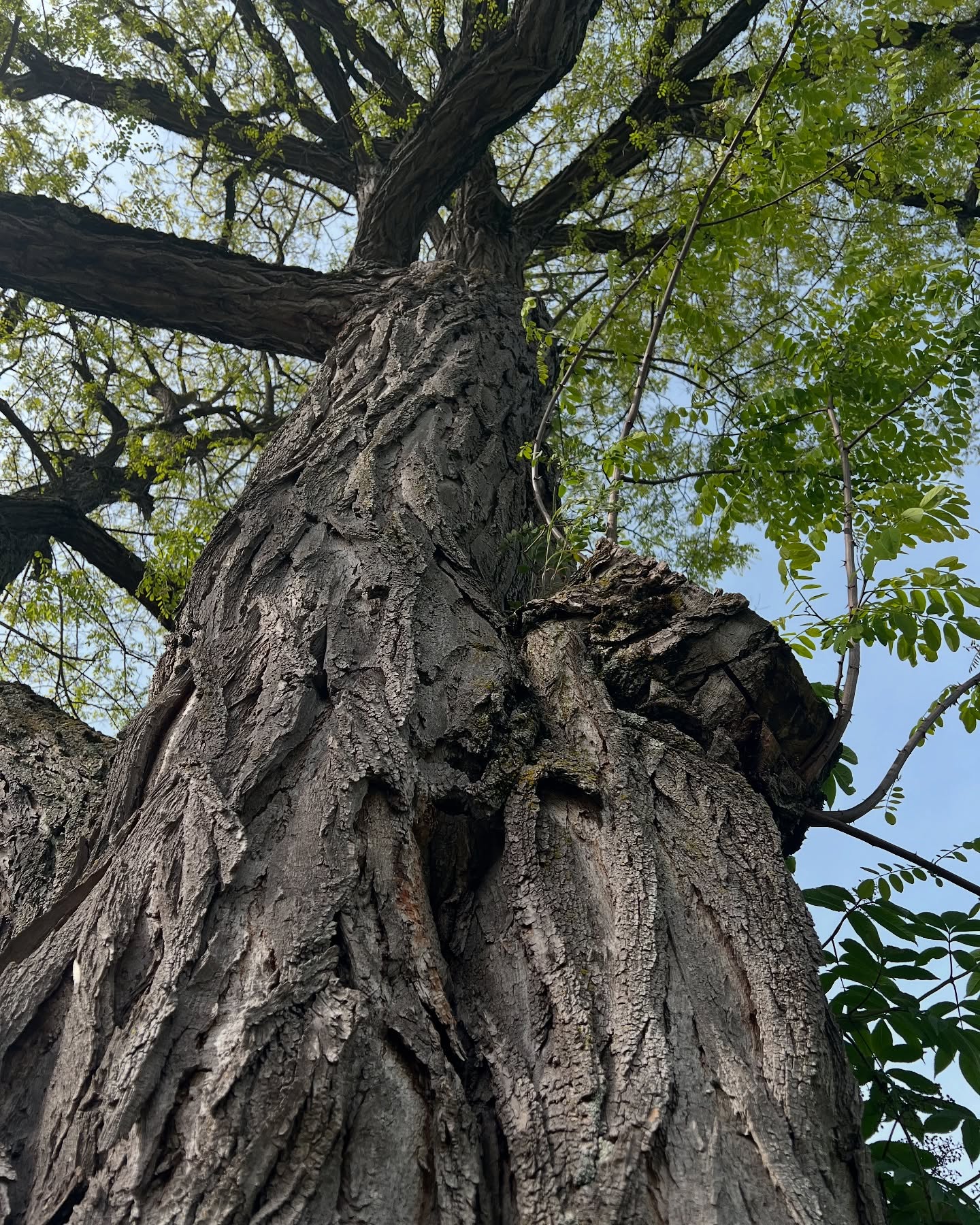 I’ve been posting so much art studio content lately, that I’ve neglected sharing what other plant friends and neighbors haven been catching my eyes and heart of late.
I’ve had little formal training in art (though a little more instruction in hand crafts). I haven’t felt the need- everywhere all around me 🌎 shows me the patterns my hands follow.
I hope you feel it in my work too.
#artinspiration #pnw #trees #lichen #queerecology