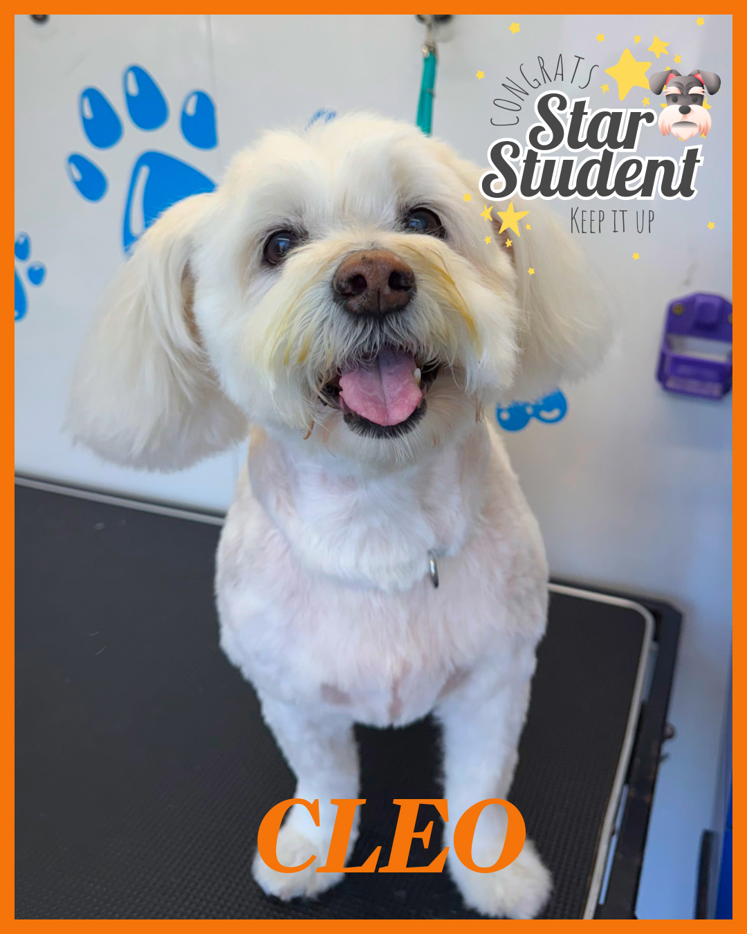 Meet another happy pup, Cleo! Sheโs looking fabulous after her amazing transformation. Big thanks to Edith!
Make your appointment today!
(818) 836-1449
#818valley #lovedogs #sanfernandovalleydogs #doggrooming #fluffypawsgrooming #sanfernandovalley #cutedogs #grooming #womeninbusiness #818 #volunteer #mobiledoggrooming #mobiledoggroomer