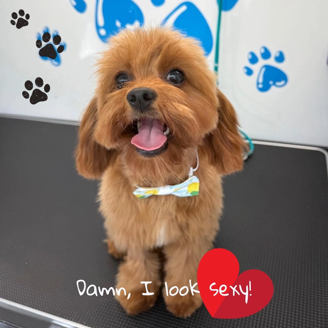 Nada como un lindo corte con mucho estilo...
#818valley #lovedogs #sanfernandovalleydogs #doggrooming #fluffypawsgrooming #sanfernandovalley #cutedogs #grooming #womeninbusiness #818 #volunteer #mobiledoggrooming #mobiledoggroomer