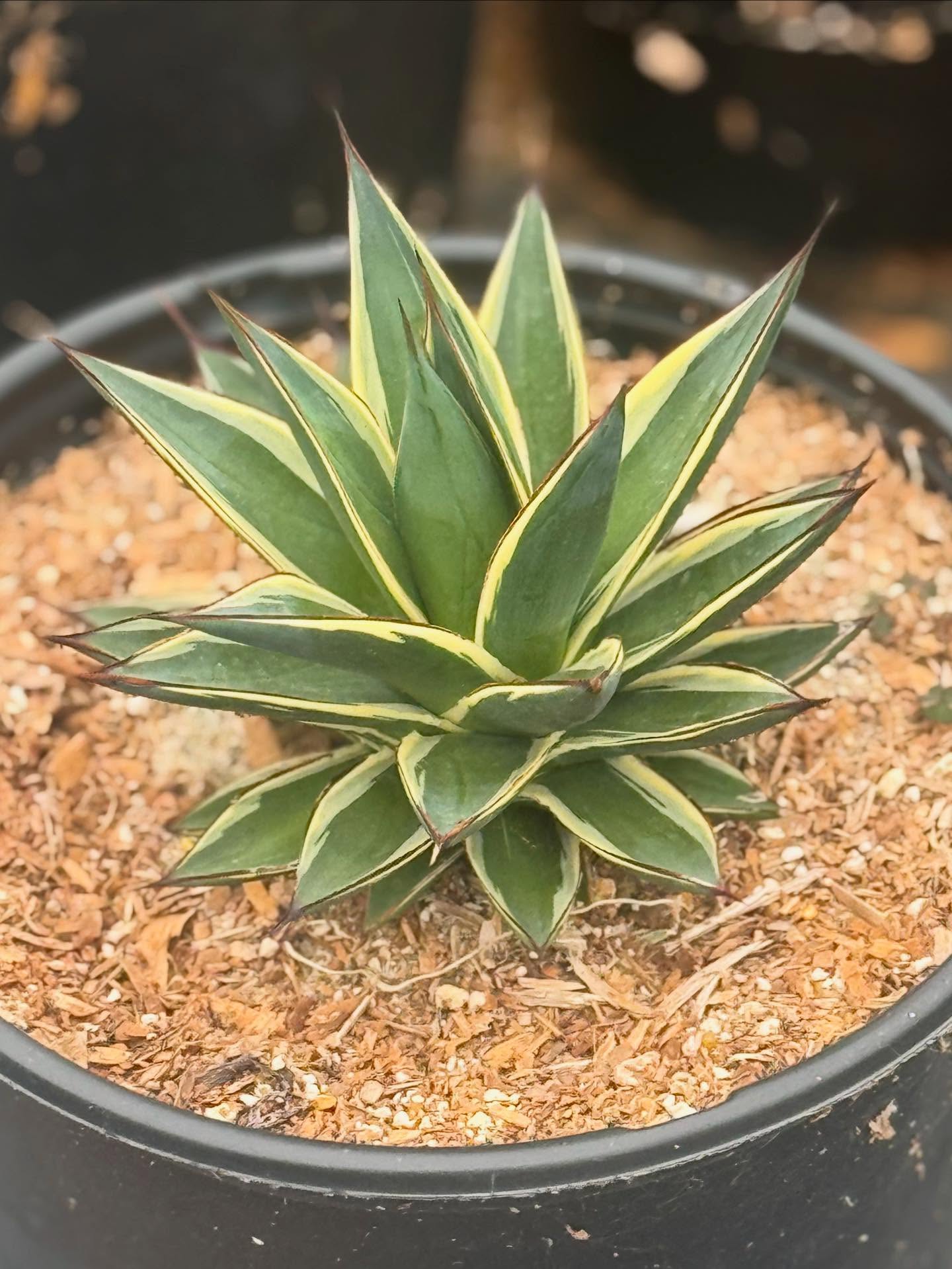 #SucculentSunday featuring Variegated Agave Wonders
Agave ‘Snow Glow’
Agave vilmoriniana ‘Stained Glass’
Agave Variegated Nova
Agave Quadricolor
Currently available at West Covina Nurseries.
Place your order today!
(805) 964-8270