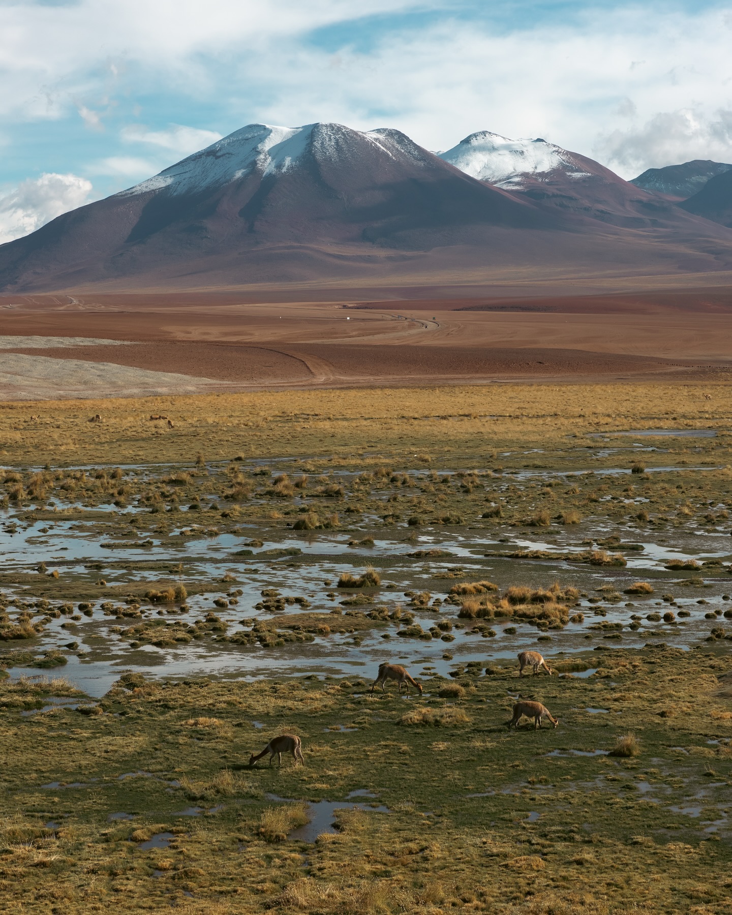 Would you wake up at 4 am to get picked up at 4:15 by a van that takes you down an unpaved and bumpy road for 2 hours just to be dropped off in the freezing dark at 4000msl before sunrise just to walk around some steamy muddy pools of boiling water that smell like rotten egg due to the sulfur in the ground? We did. Some of us weren’t happy. Thankfully we saw some vicuñas up close on the way back which made it all much better!
#atacamadesert #eltatio #geysers #earlybirds #traveladventure #travelphotography #travelchile #exploremore