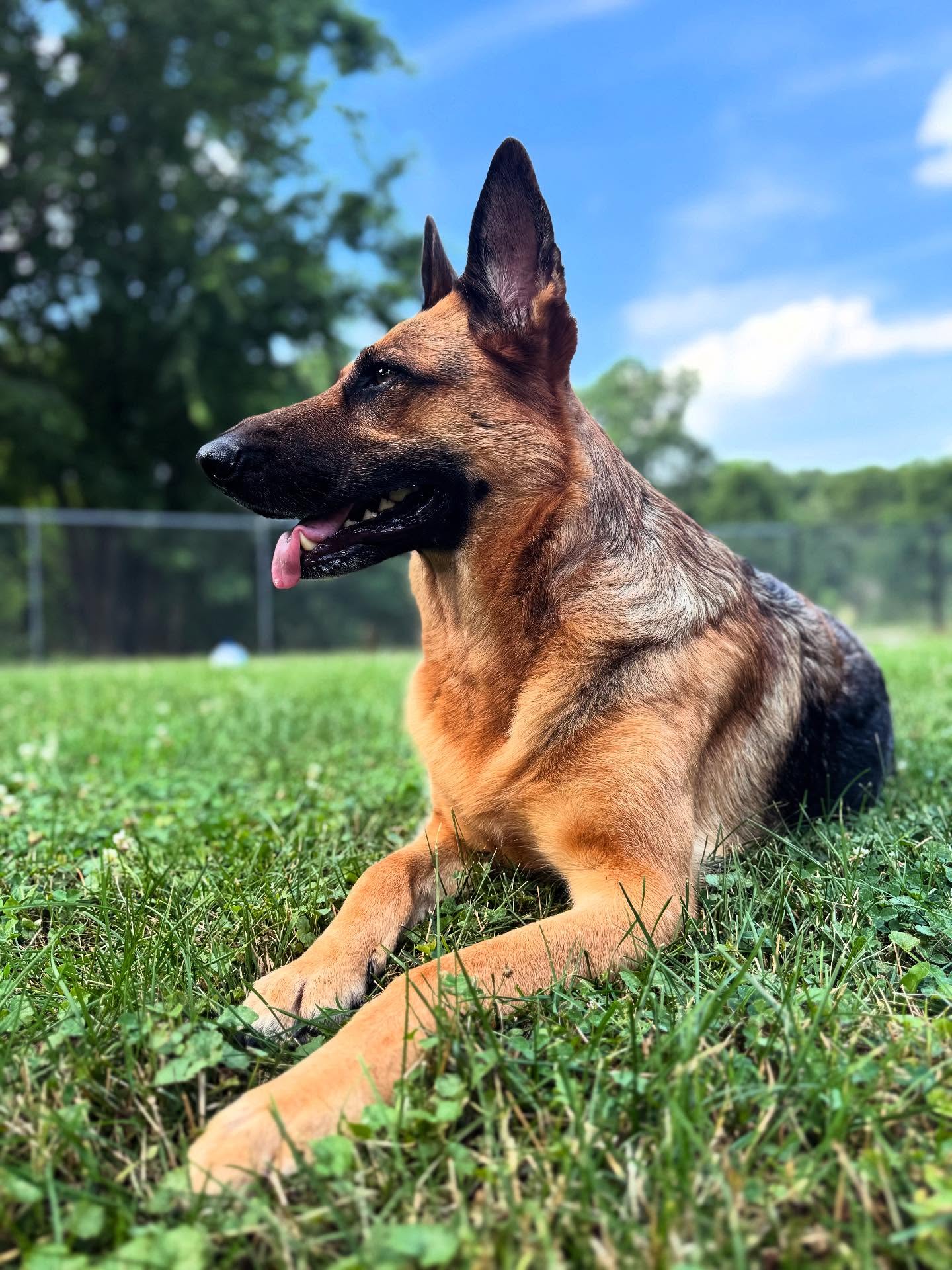 🐾 Kitana