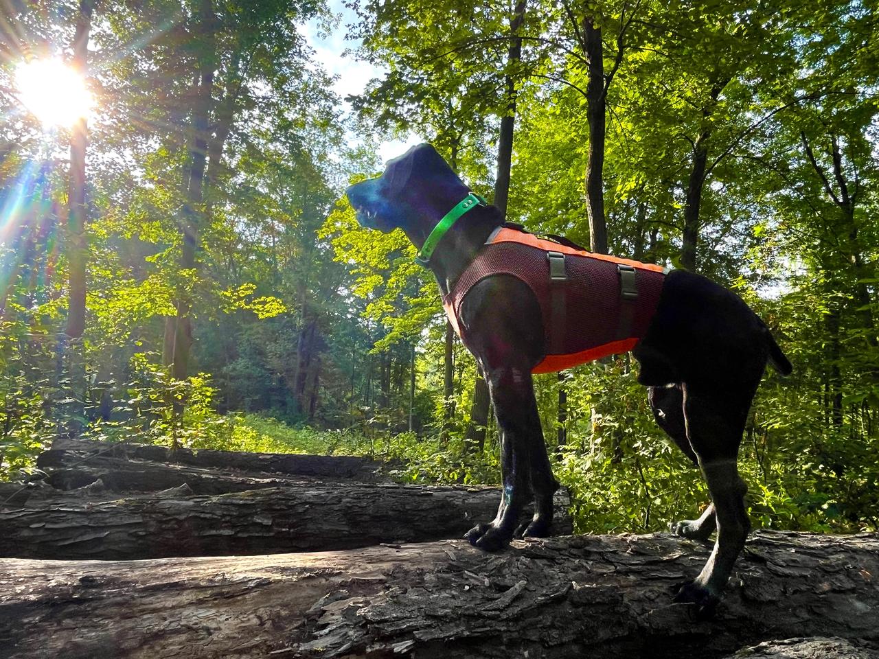 Field Armor V3 is here! Be the first to get your hands on this new vest, we are changing the game with this one. Link in bio!
#upland #waterfowl #gundog #huntingdog #gsp #lab #newproduct #hunt #outdoors #ducks #pheasant #grouse #woodcock