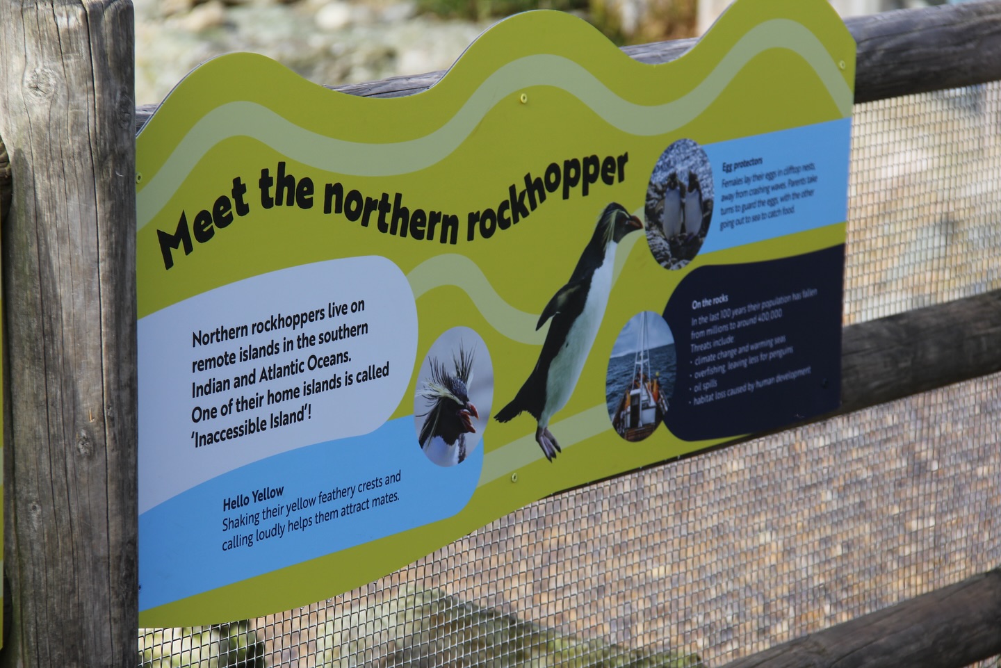 Penguins - waddly, dapper, and totally irresistible. So when @zslwhipsnadezoo asked us to theme their penguin enclosure, we practically slid in on our bellies!
Home to Rockhoppers and African penguins, the space features pools, rocky landscapes, and amazing views. We added bold, cheeky graphics from directional signs to educational displays — all printed on weatherproof vinyl and dibond to handle whatever the British skies throw at them. 🐧
Cold? Wet? Fabulous? Just like the penguins. 😁
#Penguins #zoo #happyfeet #educational #zsl #whipsnade