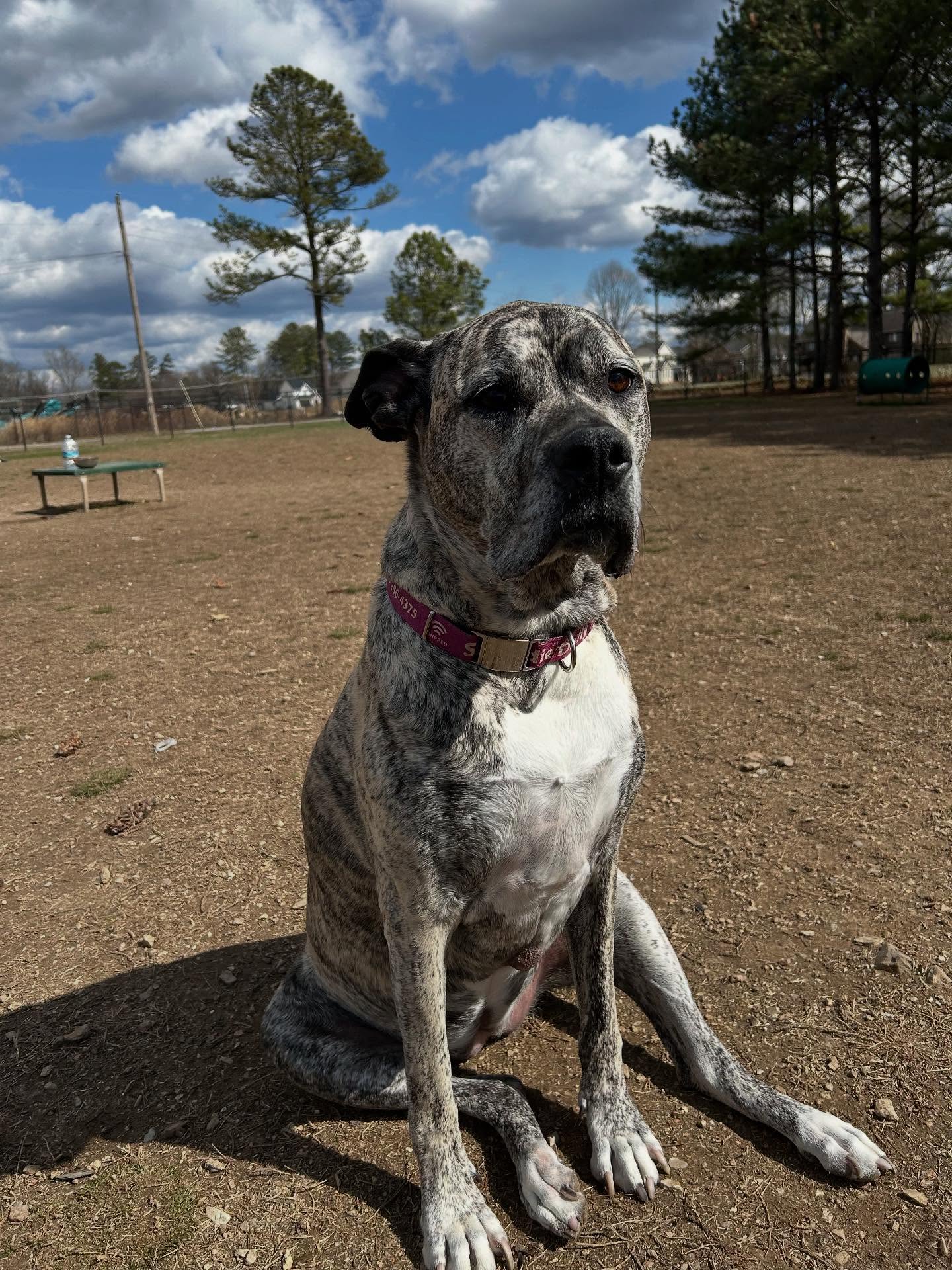 Yesterday saddie lost her battle with cancer. I know how many of you loved her and I’m absolutely devastated. Ever since we got her almost 9 years ago in Georgia she has been my constant, offering her unconditional love every day. Saddie, I’m so happy you’re at peace, it was really hard at the end, but I miss you so much and always will.