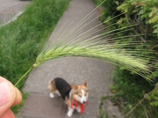 🌾🐾 Watch out for Foxtails! 🐾🌾
Summer adventures in the woods are the best — but they also mean foxtail season!
These pesky thistle like seeds can easily get lodged into your dog’s paws, fur, ears, or even nose. Left unchecked, they can burrow into the skin and cause painful infections.
✅ Pro tip: After every hike or outdoor adventure, check your pups paws, between their toes, and their coat — especially if they have longer hair like a doodle or golden retriever! Keeping the hair between their paw pads trimmed can also help.
Let’s keep those paws healthy so the adventures can continue all summer long. 🐶 ❤️
#dogcaretips #adventuredogs #foxtailseason #doghealth #happypaws