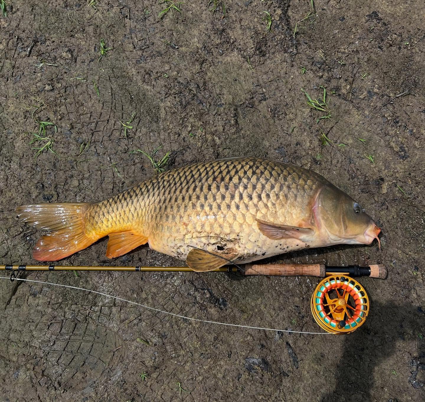 Summer carp on the fly is great! #flyfishing #carponthefly #carpfishing #goldfish #freshwaterbonefish #trashfish #nymphfishing #getoutside #riverdays #michigan #michiganfishing #puremichigan
