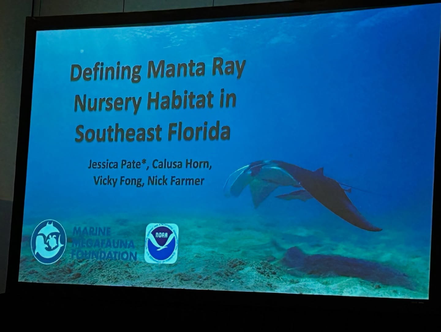 More great talks today by @fauscience #alumnae. @floridamantagirl talked about #manta #rays in south #florida and @beth.bowers.5 talked about her #dissertation #research on #blacktip #shark #migration. More great representation of @floridaatlantic at the #jmih2025 #conference. Looking forward to the final day tomorrow. @elasmostudents #sharkmigration #womeninsharkscience #womeninstem