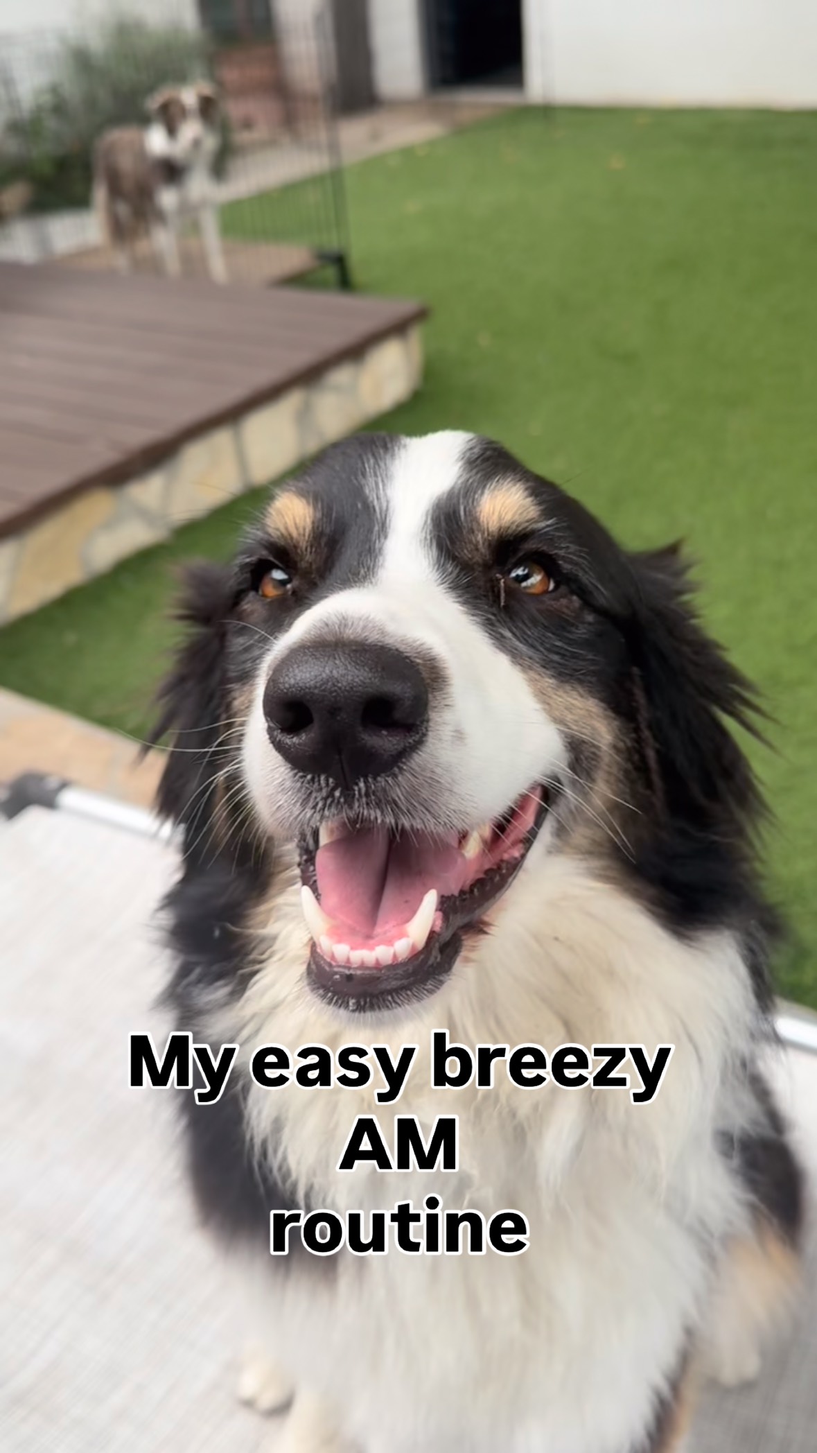 Monday feels: calm dogs, quiet minds, a full belly, and the soft marine layer waiting to reveal our sunny day. That’s how we start our day. How do you start yours ? DM CALMDOG for our relaxation playlist #calmdogs #dogrelaxation #dogplaylist