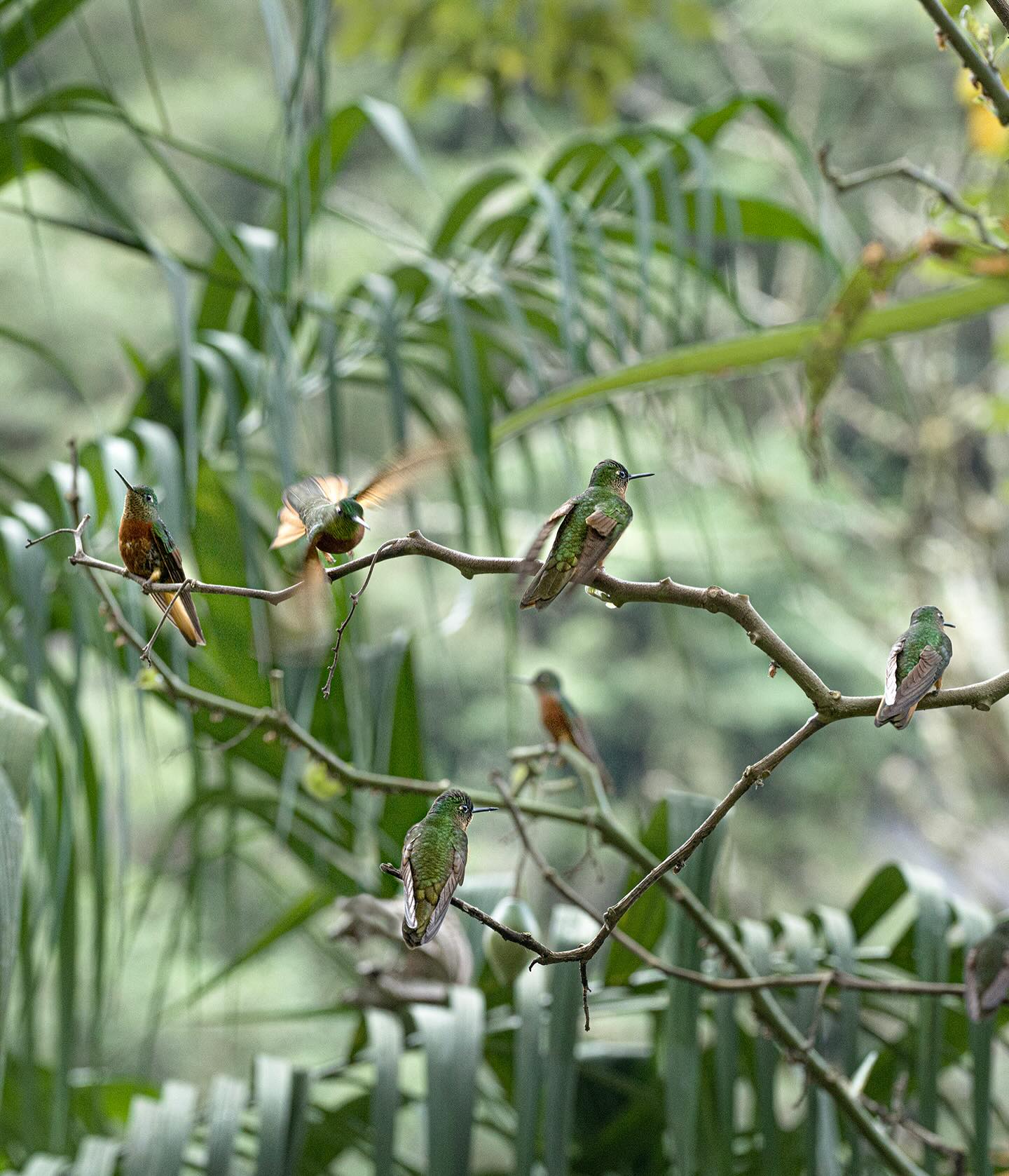 Leyenda maya del colibrí.
Ahora bien, cuando los dioses finalizaron la compleja tarea de creación, se dieron cuenta de una cosa. Se habían olvidado de dar forma a un mensajero, a alguna criatura que sirviera de enlace entre las deidades y los mortales. La leyenda maya del colibrí dice que tomaron una piedra de jade y entonces empezaron a esculpir una flecha con ella.
Más tarde, y una vez finalizada la pequeña obra, soplaron para retirar el polvo causado durante su tallado. Al soplar, una pequeña y reluciente criatura tomó vida. Y voló. Voló muy alto y muy rápido, con la viveza de las criaturas extraordinarias, con la magia de los seres que no parecen de este mundo.
La leyenda maya del colibrí nos indica que esta ave se convirtió en portadora de mensajes entre mundos. No solo llevaba a los dioses aquello que los humanos pensaban, sentían o necesitaban. También traía información del más allá, de los difuntos.
Es más, en la actualidad se dice que si nos encontramos con este animal, significa que alguien que nos ama está pensando en nosotros.
#colibrí #raw_allnature #raw_beauty #wildlife