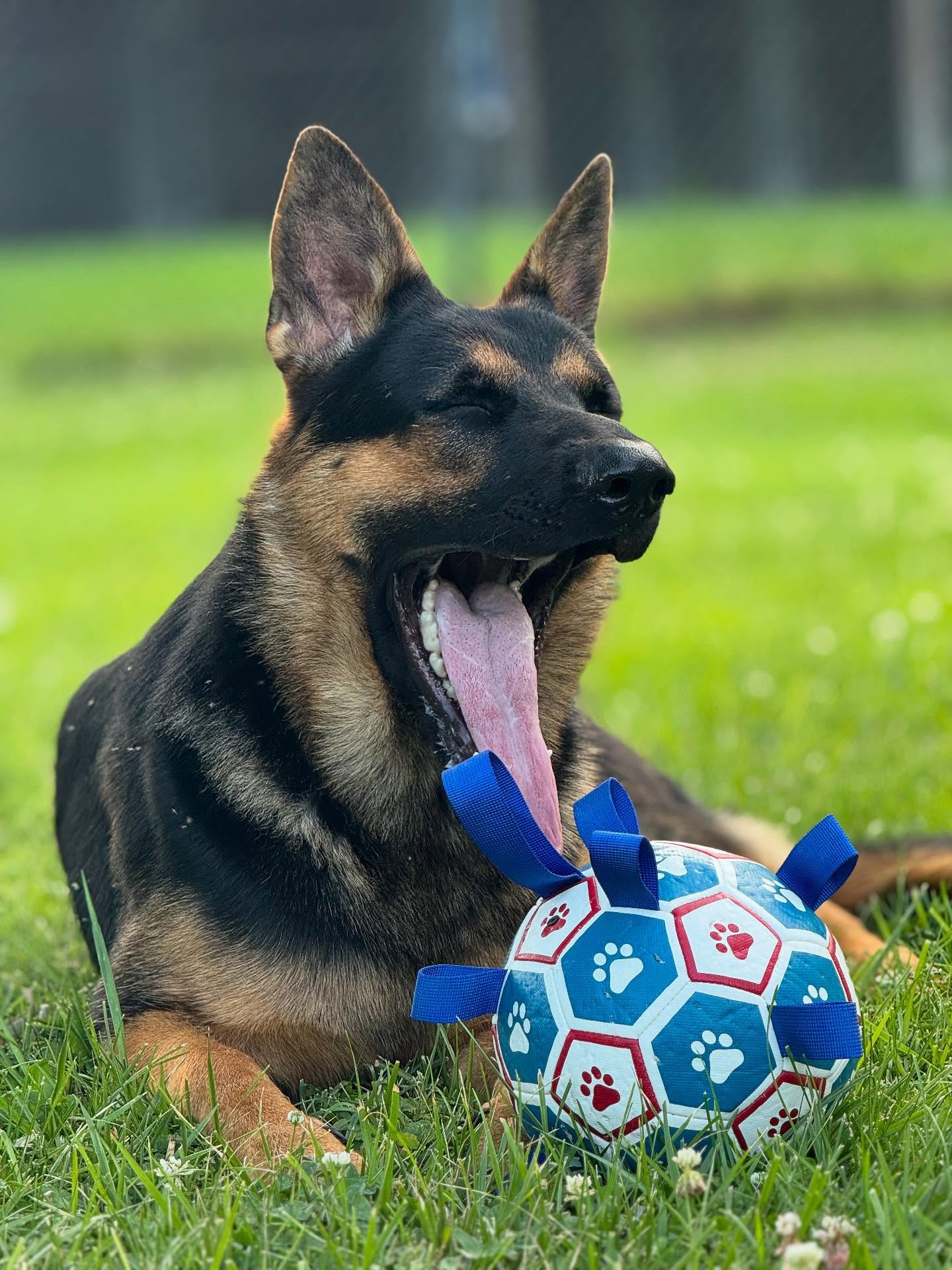 🐾 Kano
