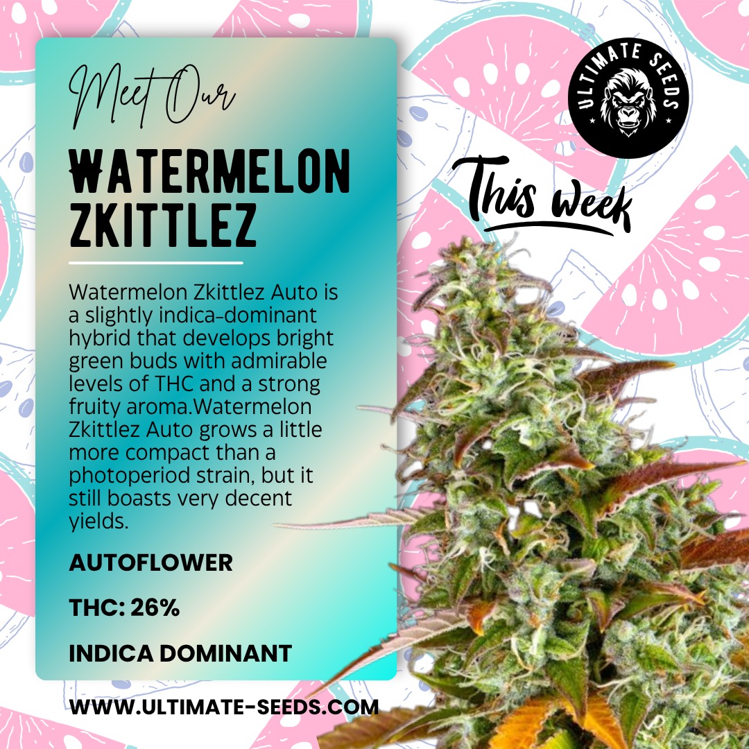 Discover our delicious fruity flavours. This week highlight: "Watermelon Zkittlez Autoflower"! πππππ₯
