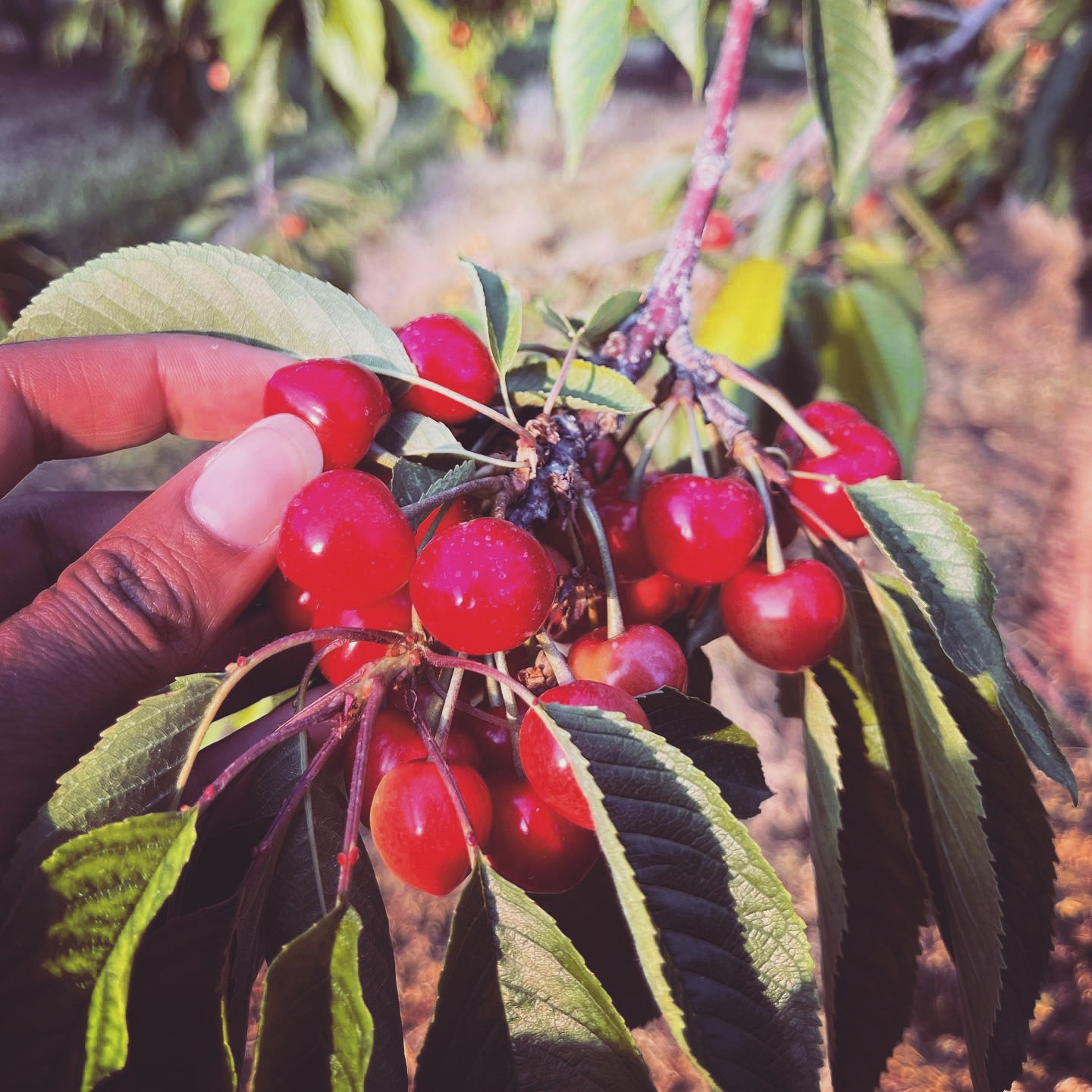 Tart cherries are just starting to ripen - we have a good amount of ripe tarts with peak ripeness at the end of the week. And our dark sweet cherries and rainier cherries are PERFECTLY ripe right now! Open daily from 10am-6pm... come soon for perfect cherries.