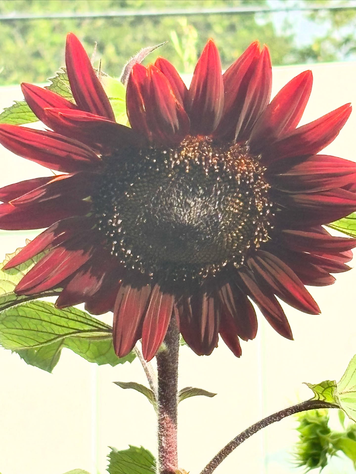 Backyard beauty!