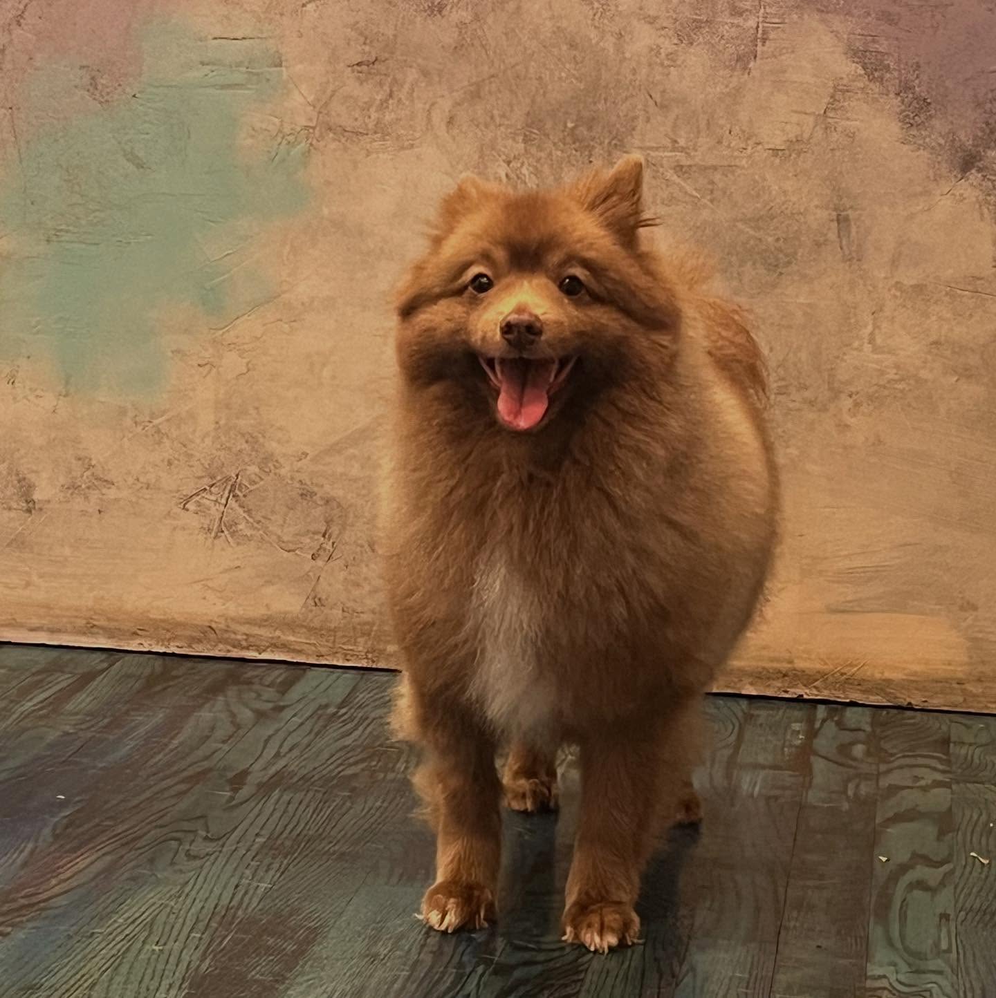 Milo 🧁