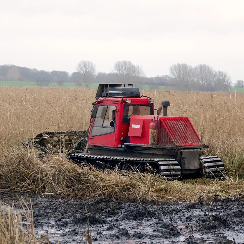 The Revival of Germany’s Carbon-Sequestering Peatlands:
New initiatives are restoring farmlands to peatlands while creating markets for the native grasses, reeds and sedges they support.
Until recently, Henning Voigt’s 500-hectare farmland along the Peene River, near Germany’s northeastern Baltic Sea coast, was well-drained and used as a cattle pasture. Not anymore. Driven by the urgency of climate action, Voigt made a bold decision: to reverse the course of modern history.
The European Union stands out as a global “drainage hotspot,” as 50 percent of its peatlands have been converted to farmland, according to research published in the journal Diversity. The share is even higher in northern Germany, where Voigt farms, at 92 percent.
As in many other regions, peatlands here are losing one centimeter or more of topsoil annually. “Over the years, you can literally witness the land vanish,” says Voigt, who is in his 30s and took over the farm from his father.
Scientists agree that the only way to halt this process — and the CO2 emissions it produces — is to stop draining the land and allow the water table to rise to about 10 centimeters (about four inches) below the surface.
Across Germany, numerous projects have sprung up to jumpstart this process. In mid-2024, the federal government launched a 10-year program, called “PaludiNet,” to advance wetland agriculture on nine sites across the country. The state of Bavaria has launched a scheme called “PeatFarmers” that stabilizes farmers’ incomes with government grants while they are testing new approaches and has pledged to spend €200 million in one large area, the Donaumoos, or Danube marsh, alone.
In one of the organization’s many pilot projects, Otto Group in late 2024 incorporated up to 10 percent of peatland biomass — from sedges and rushes — into 100,000 of its cardboard boxes. The trial was a success, and the company committed to scaling up production after further testing. WEPA, a large German paper manufacturer operating across Europe, has also started to add peatland plants to its pulp slurry.