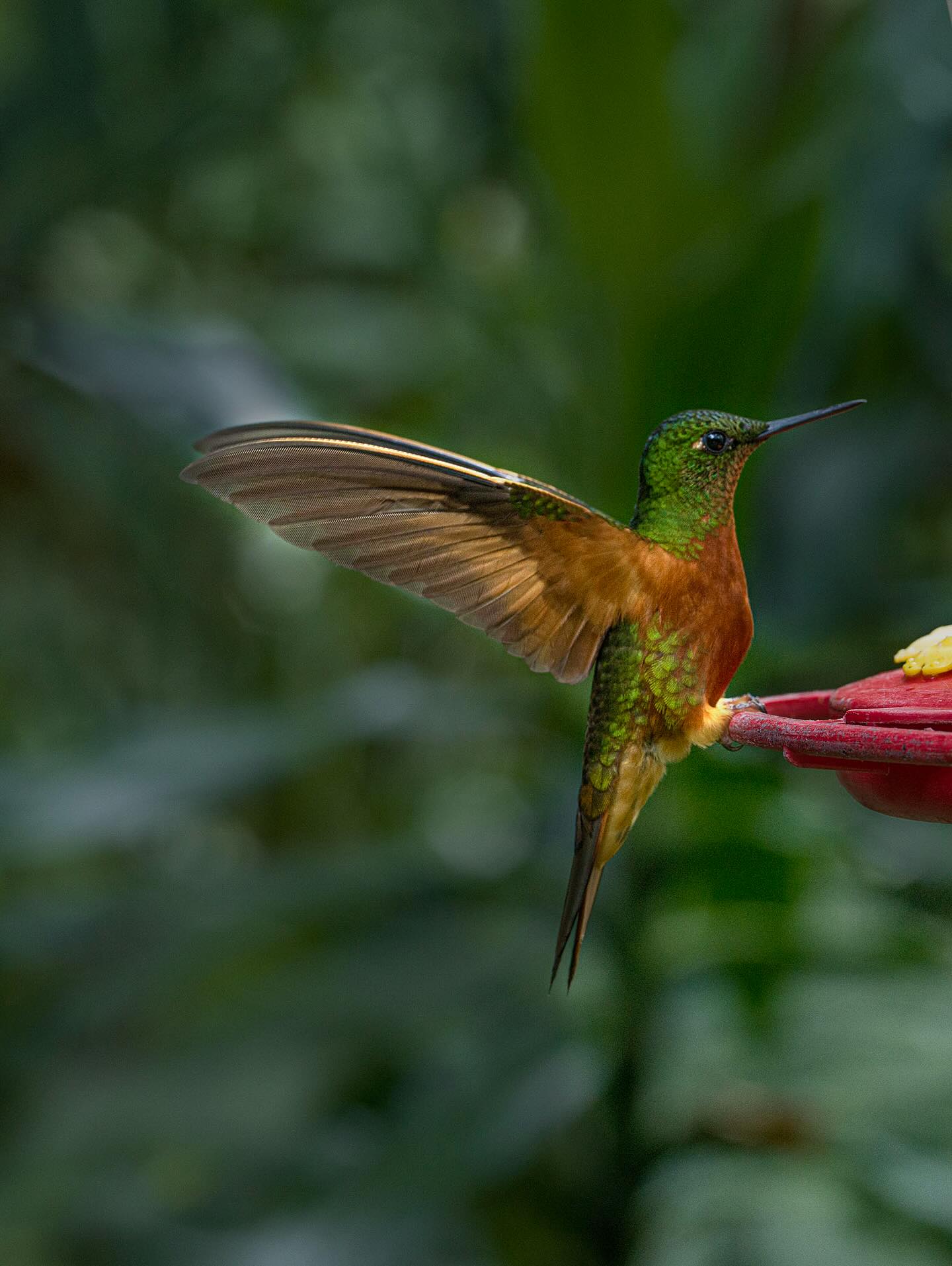 Leyenda maya del colibrí.
Ahora bien, cuando los dioses finalizaron la compleja tarea de creación, se dieron cuenta de una cosa. Se habían olvidado de dar forma a un mensajero, a alguna criatura que sirviera de enlace entre las deidades y los mortales. La leyenda maya del colibrí dice que tomaron una piedra de jade y entonces empezaron a esculpir una flecha con ella.
Más tarde, y una vez finalizada la pequeña obra, soplaron para retirar el polvo causado durante su tallado. Al soplar, una pequeña y reluciente criatura tomó vida. Y voló. Voló muy alto y muy rápido, con la viveza de las criaturas extraordinarias, con la magia de los seres que no parecen de este mundo.
La leyenda maya del colibrí nos indica que esta ave se convirtió en portadora de mensajes entre mundos. No solo llevaba a los dioses aquello que los humanos pensaban, sentían o necesitaban. También traía información del más allá, de los difuntos.
Es más, en la actualidad se dice que si nos encontramos con este animal, significa que alguien que nos ama está pensando en nosotros.
#colibrí #raw_allnature #raw_beauty #wild #wildlifephotography