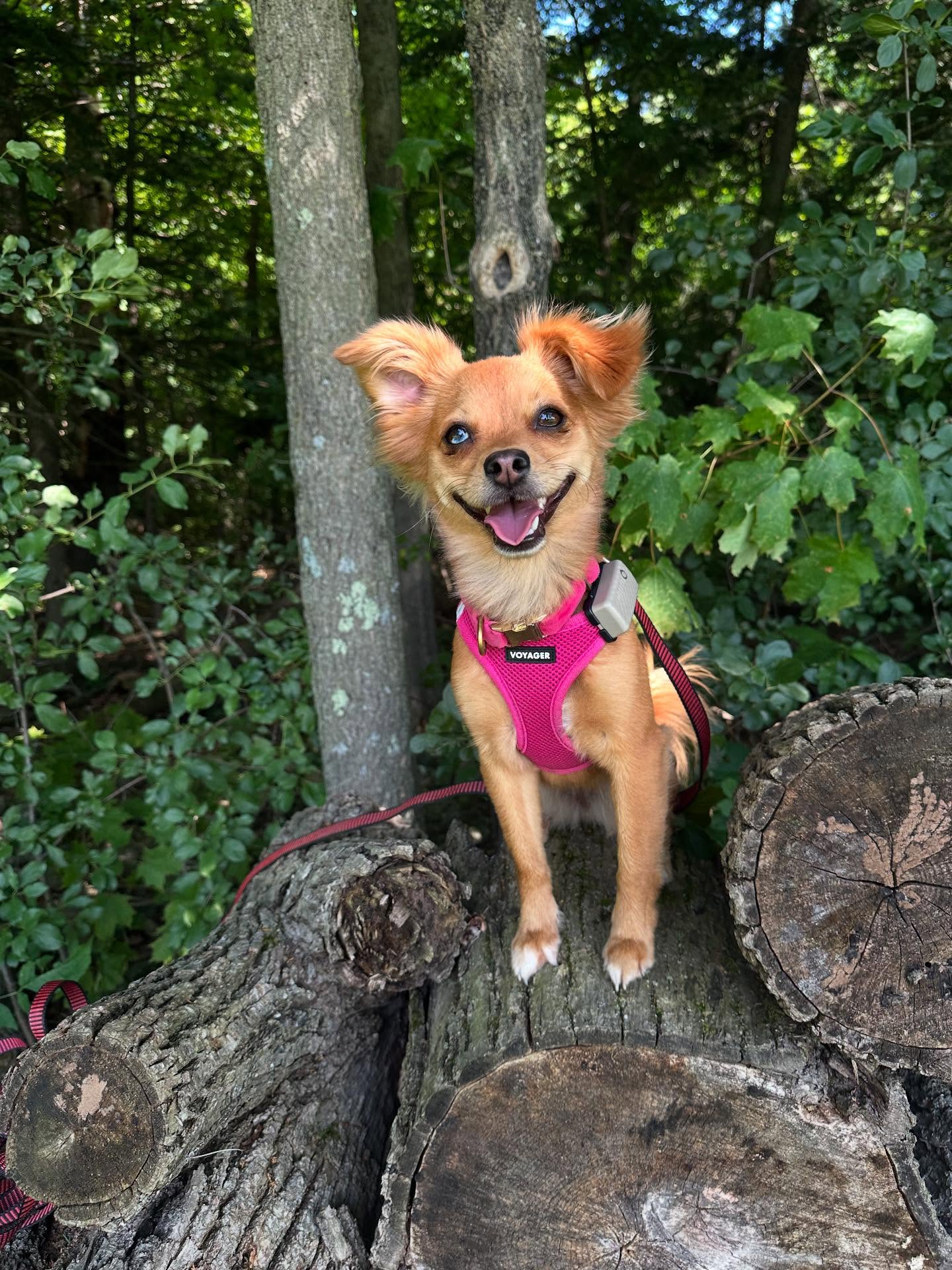 Just some good dogs having a good time! 🐾
•
•
•
#gooddogs #vermontdogs #positivereinforcementdogtraining #summerdogs