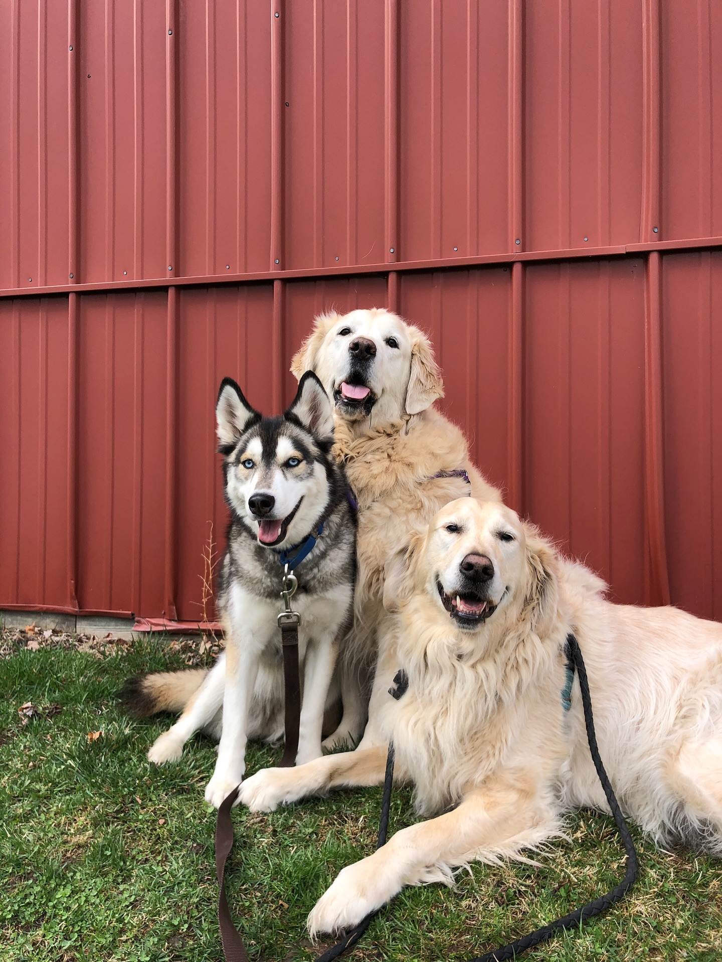 Rest in peace Loki, thank you for filling our hearts with love and happiness while you were here 🌈
Our #fieldtripcrew will miss you now that you have joined your brother Paxton over the rainbow bridge. You brought a smile to SO many dog faces and their parents. You always loved every dog, every pet sitter and even every cat who entered your door and treated them like family 💕💕💕 We will never be able to thank you enough for the light and happiness you have brought to our small business.