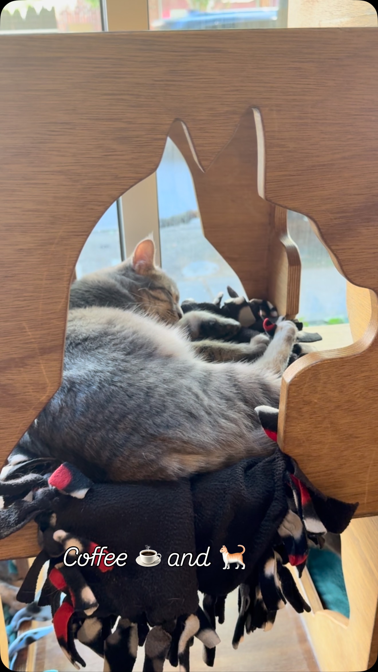 Cat lounge ๐๐#cat #catcafe #lovecoffeeโ๏ธ ๐