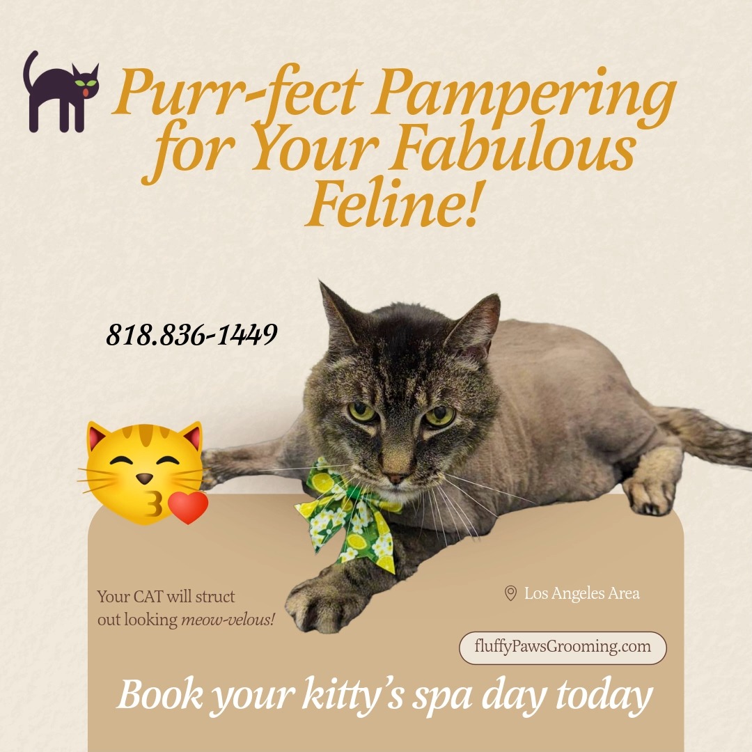 Does your kitty deserve the royal treatment? ๐ At Fluffy Paws grooming, we specialize in gentle, stress-free grooming tailored just for cats.
#CatGrooming #CatSpa #HappyCats #FelineBeauty #CatLovers #PetGrooming #PamperedPets #CatCare #fluffyandfabulous