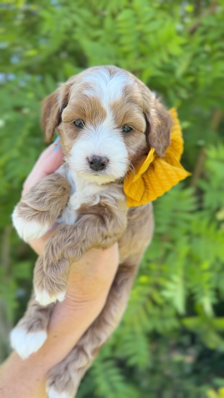 Our sweet angels are officially 5 weeks old this week! 🐶💛💜🩷
Here’s what they’re learning at this stage:
🐾 Building confidence – they’re exploring new rooms, surfaces, and toys without hesitation!
🧠 Social skills – playtime with littermates is teaching them bite inhibition and body language.
🍗 Weaning off mom – they’re happily eating soft puppy food and lapping water on their own.
🚽 Continuing potty training – they’re consistently using their designated potty area and getting better at it every day!
👂 Noise desensitization – we’re introducing them to a variety of everyday sounds (vacuums, doorbells, clapping, kids, etc.) to help them grow into confident, well-adjusted pups.
✋ Daily 10-step handling routine – each pup gets gentle, intentional handling every day (ears, paws, mouth, tail, etc.) to desensitize them to human touch and prepare them for vet visits, grooming, and loving homes.
💤 Better sleep cycles – they’re starting to nap in stretches and sleep through more of the night.
💛 Bonding with humans – wagging tails and puppy kisses are in full swing!
We’re so proud of how well they’re doing! These puppies are on the path to becoming well-rounded, confident companions. 💗
