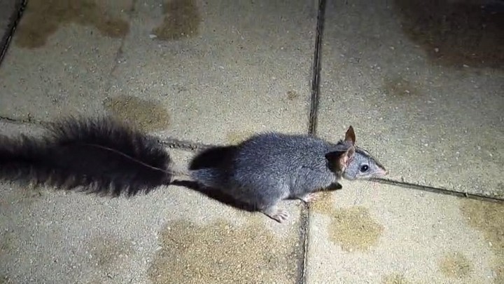 This is a tuan, or more formally a brush-tailed phascogale (Phascogale tapoatafa). We are very priviledged to share our bush property with these little characters, who we ocassionally see scampering around our houses. With no cats or dogs to threaten them, they are free to do their thing, which in this case seems to be hoovering up any crumbs left by the humans. Tuans are listed as vulnerable.
#conservation #australianwildlife #protectnature #biodiversity #brushtailedphascogale