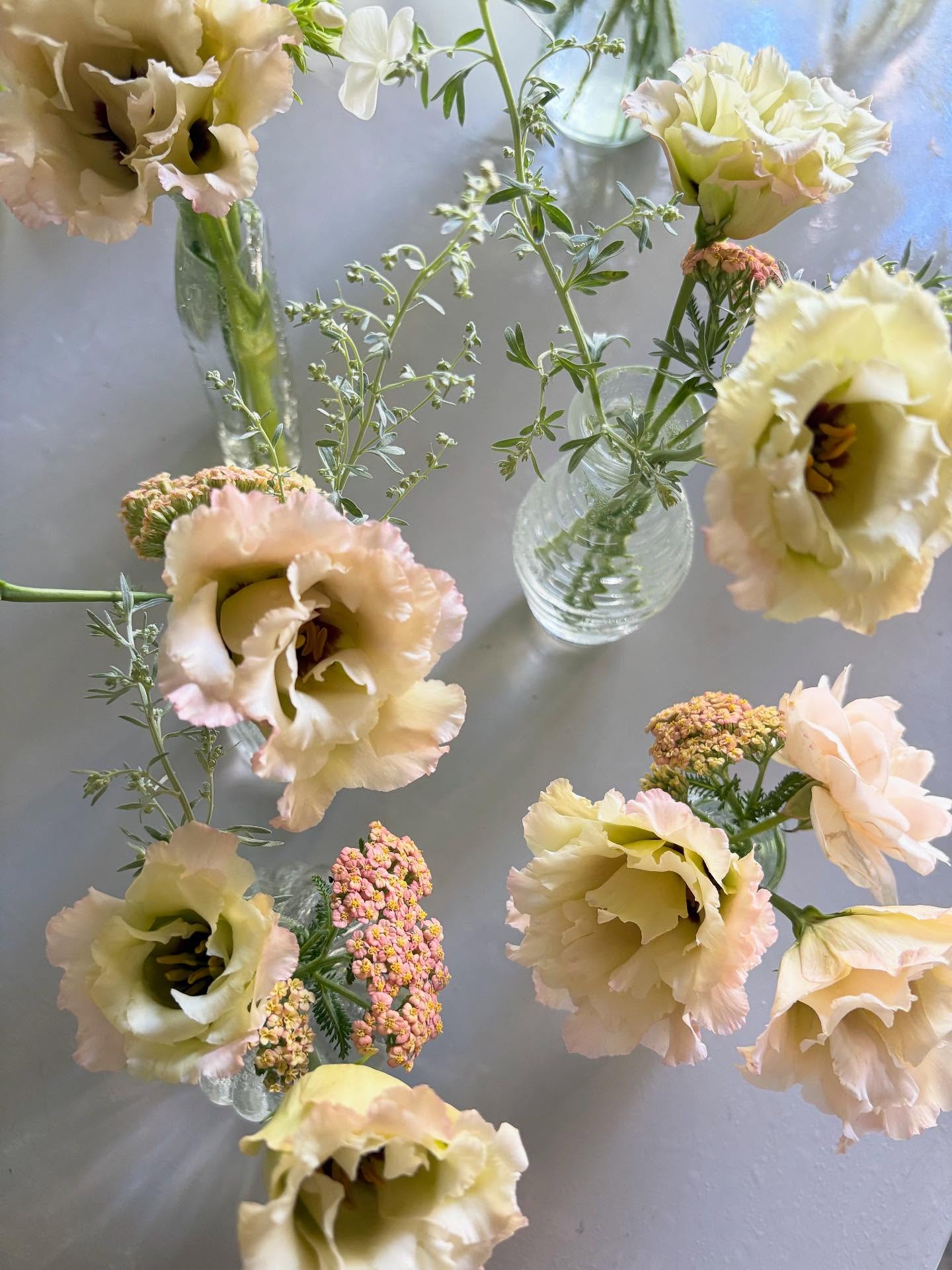 PSA: The Lizzie’s are here! And by that we mean lisianthus ~ the queen of mid summer flowers. 👸 She can handle the Georgia heat like a pro and turn out hundreds of blooms from a single bed. Needless to say we’re smitten. 💘 Here are two of our favorite varieties; ‘Arena Apricot’ and ‘Celeb Neo Beige’ for your wish list. 📝
Come see for yourself in the farm store ~ open tomorrow 1-4pm! We have Lizzie’s in the stem bar as well as in mixed bouquets. 💐 We know you’ll love them as much as we do! 💖
#lisianthus #flowerfarm #localflowers