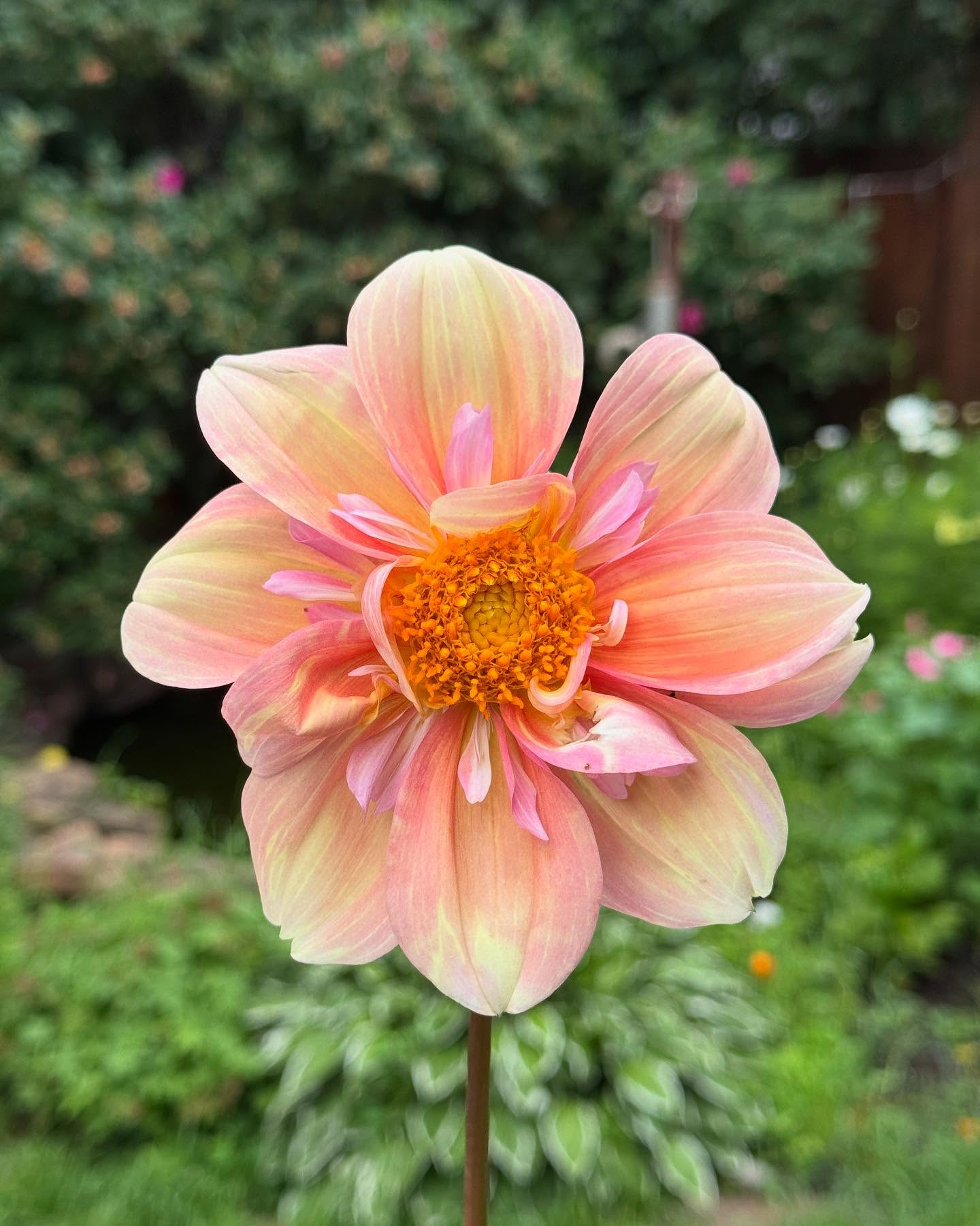 Dahlia Appleblossom 🌸
Photos taken just two days apart! It’s so wild how much a bloom can change. Which colour do you like better?