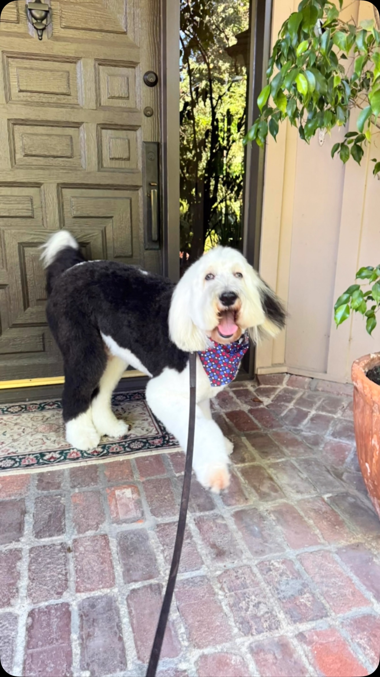 Big dog ๐#lovedogs #fluffypawsgrooming #sanfernandovalley #sanfernandovalley