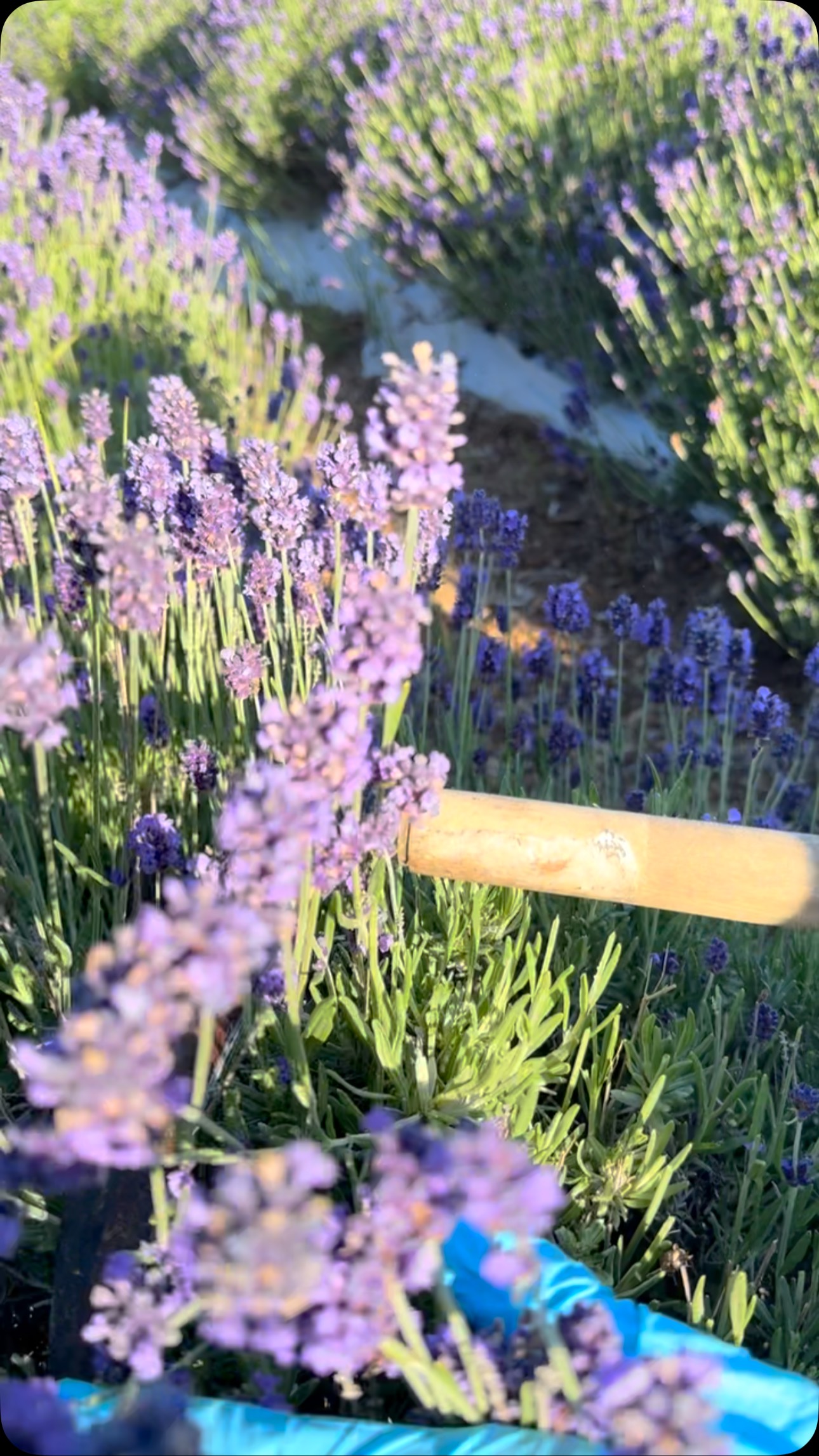 Lavender harvesting @alpinetruffle Truffles below, lavender glow 💜💜💜While truffles grow underground, beauty blooms above.#alpinetruffle #greenhouse #purplecity
#TruffleOrchard #lavenderharvest #farmfun #harvesttime #truffletrees