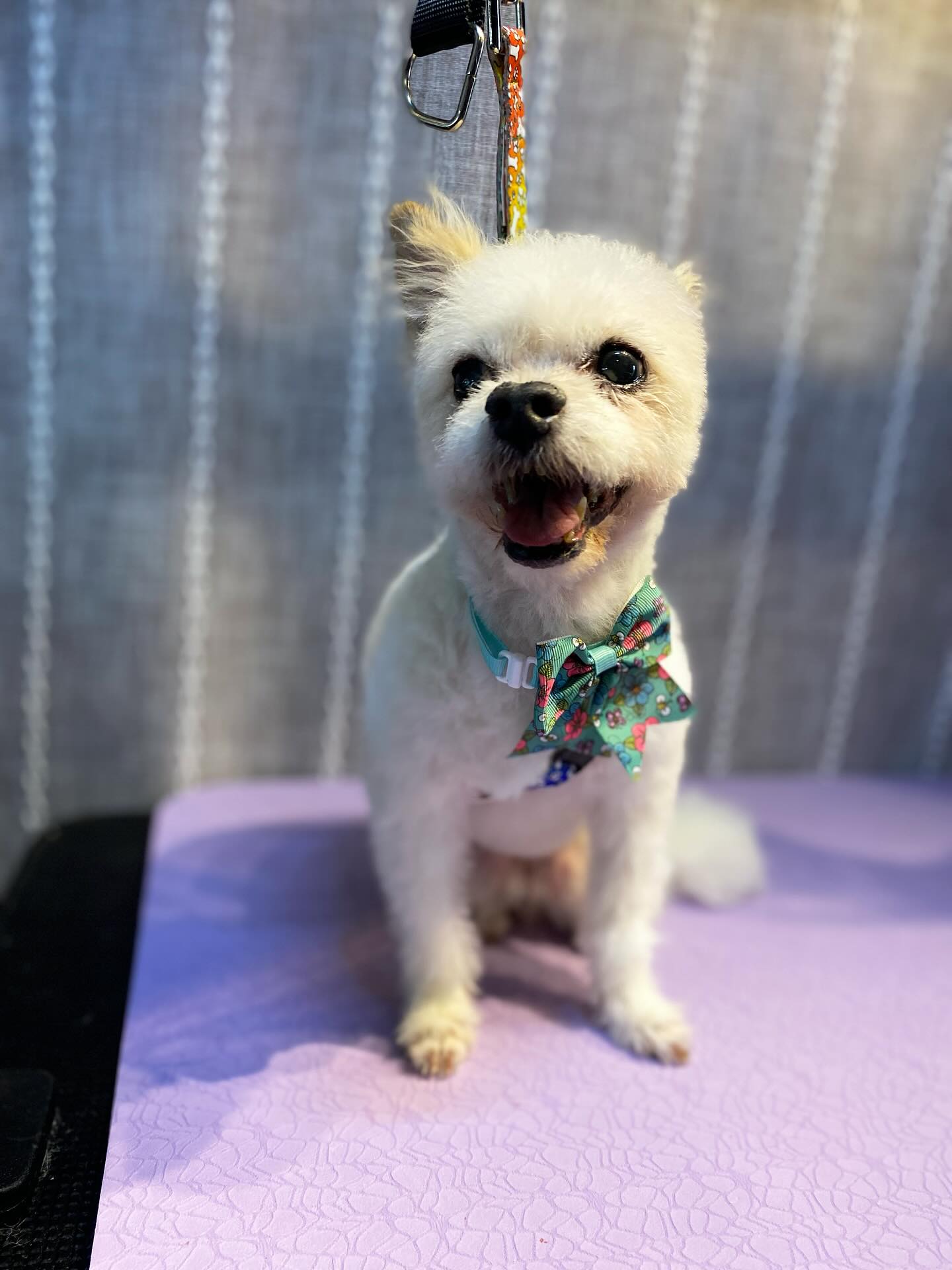 Senior dog of the day: Little Maggie Mae! 😍 it’s a privilege to care for a senior dog, wether it’s working with them, or having one yourself. And if you’re so lucky, take a moment and hold them, and hug them, and kiss them! They sure can teach you how to take in the love and beauty of a moment ❤️ #seniordog #scrubadubdoggiemobilespa #encinomobilegrooming #encinomobilegroomer #tarzanamobilegrooming #seniorgrooming #peaceandlove #dog #grooming #doggrooming #mobilegrooming #terriermix