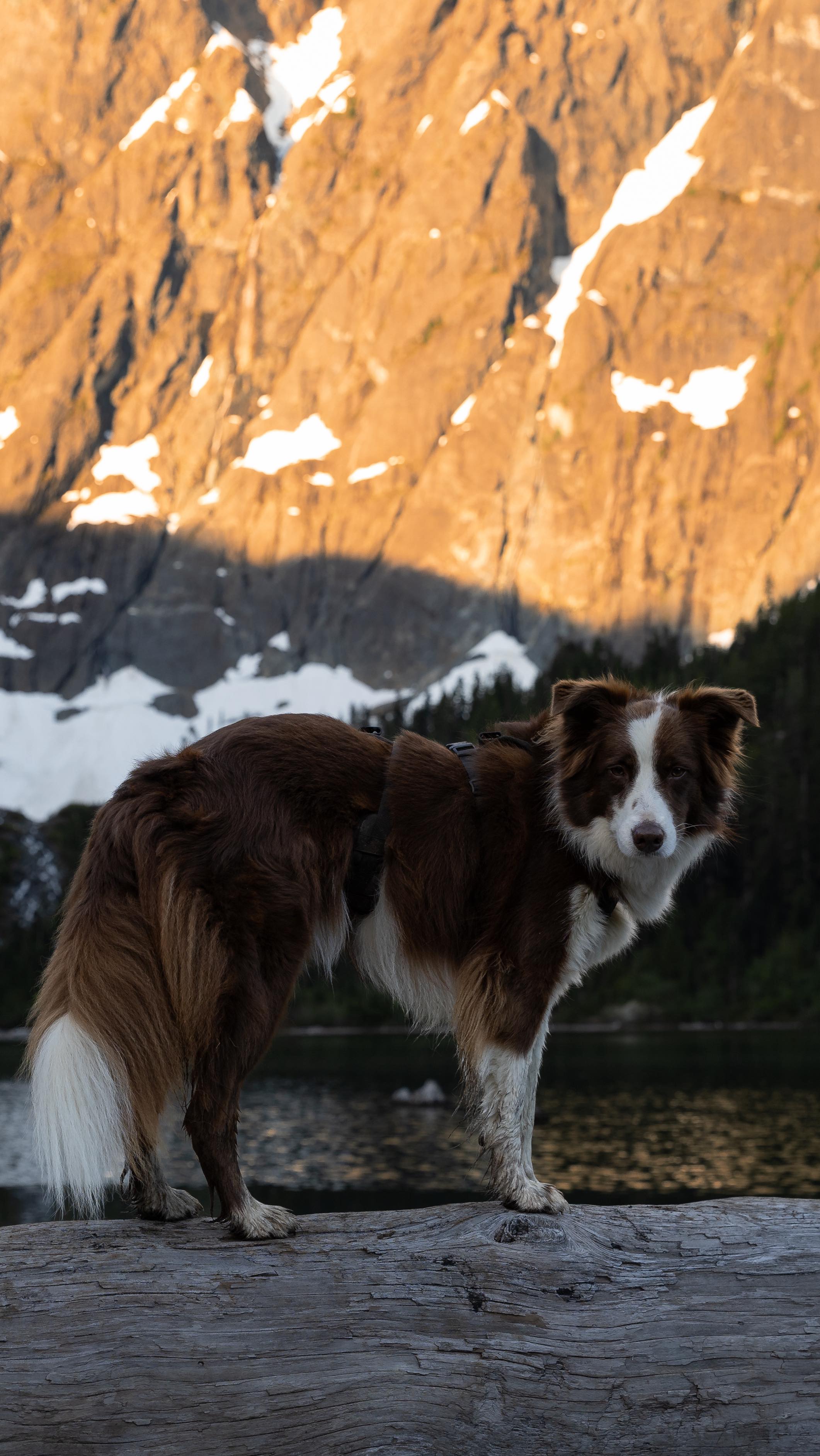 No anxiety here though.
We woke up at 4am to hike an hour so we could have coffee and watch the sunrise at the alpine lake. I have no problem waking up early for mornings like this!
#anxiety #hiking #explorebc #camping #backpacking #getoutside