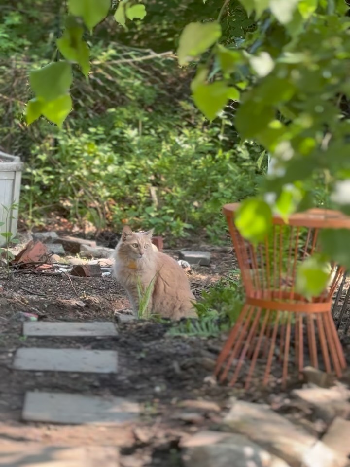 Life lately…enjoy the chaos