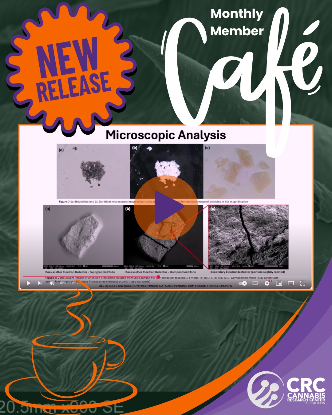 Did you know your vape cart could be leaching #microplastics into your cannabis oil?
This month, @dr.justice_grows talks with recent LSSU grad @alexeckmancanna, whose senior capstone research uncovered measurable polymer leaching from vape hardware. 😱
What started as a heavy metals study turned into a surprising deep dive into Polyester plastics, terpenes as solvents, and what really happens inside your vape tank over time.
🔥 A must-watch for growers, manufacturers, and anyone using cannabis vapes.
🎥 Watch now via link in bio!
🚜 Are you a #Cultivator looking for more research-driven resources?
Unlock FREE access to the Cannabis Research Coalition thanks to the generous support of our vendor members who make it all possible.
Gain exclusive access to:
🌱 Science-backed cultivation research
📋 Proven Standard Operating Procedures (SOPs)
🧠 Interactive educational tools & content
📞 Monthly open forum calls with our research team
🌎 Annual CRC Members Meetup in South Carolina
🎙️ Exclusive podcast features & educational Café recordings
Whether you're a home grower or managing a commercial facility, CRC membership gives you the tools and insights to
grow smarter,
not harder
all at no cost to you.
👉 Join today via LINK IN BIO!
#capstone #Growers #cultivators #cultivation #science
#CannabisScience #CannabisResearch #VapeSafety #Microplastics #CannabisIndustry #CRCCafe #HempResearch #cannabisresearch #CannabisVapes #CannabisEducation