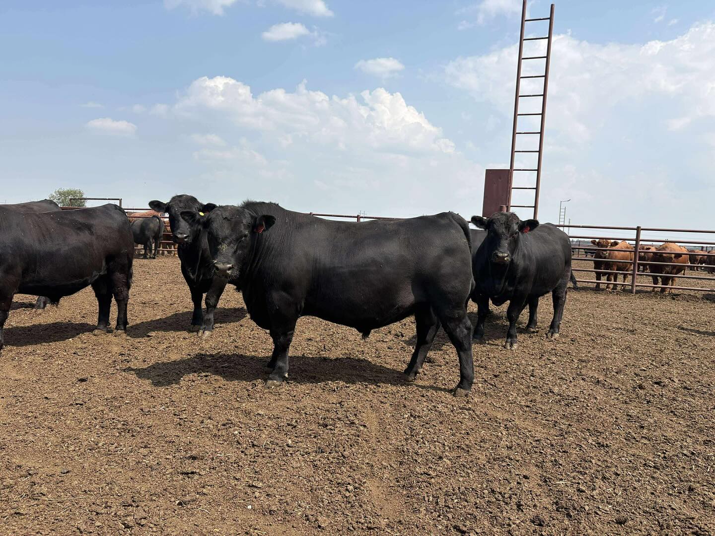 Cooper and his partner Kelsey are currently travelling in Canada.
Today they visited Kyle Lewis from @lewisfarmsltd who run a Simmental and Angus stud just out of Edmonton. They are one of the biggest seed stock operations in Canada. They also grow 600 acres of seed potatoes on dry land country and do a fair bit of cropping along the side as well. They sell around 300 bulls in their sale in their winter at the end of February.
Thanks Kyle for giving us some time to have a look at your operation.