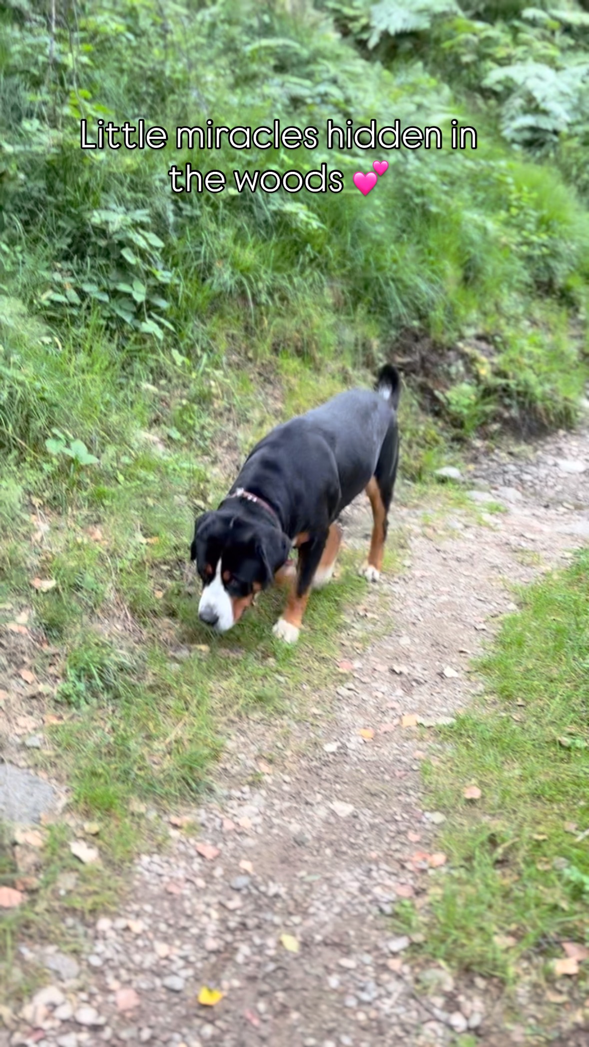 Discover the magic hidden just moments from La Morriña! 🌲✨ Our enchanting surroundings are filled with peaceful woods and secret little waterfalls, just waiting to be explored. Watching our furry friends dive into these cool, clear waters truly captures the joy and serenity of these magical places.
It’s moments like these – pure peace and playful discovery – that make a stay at La Morriña so special. Come and find your own hidden gem!
#MagicalPlaces #WoodlandWalks #HiddenWaterfalls #NatureDiscovery #PeacefulEscape #DogFriendlyTravel #DogAdventures #GreatSwissMountainDog #GrosserSchweizerSennenhund #GrandeBovaroSvizzero #GranBoyeroSuizo #SwissNature #VisitCapriasca #LuganoRegion #Ticino #Switzerland #ExploreTicino #holidayrental