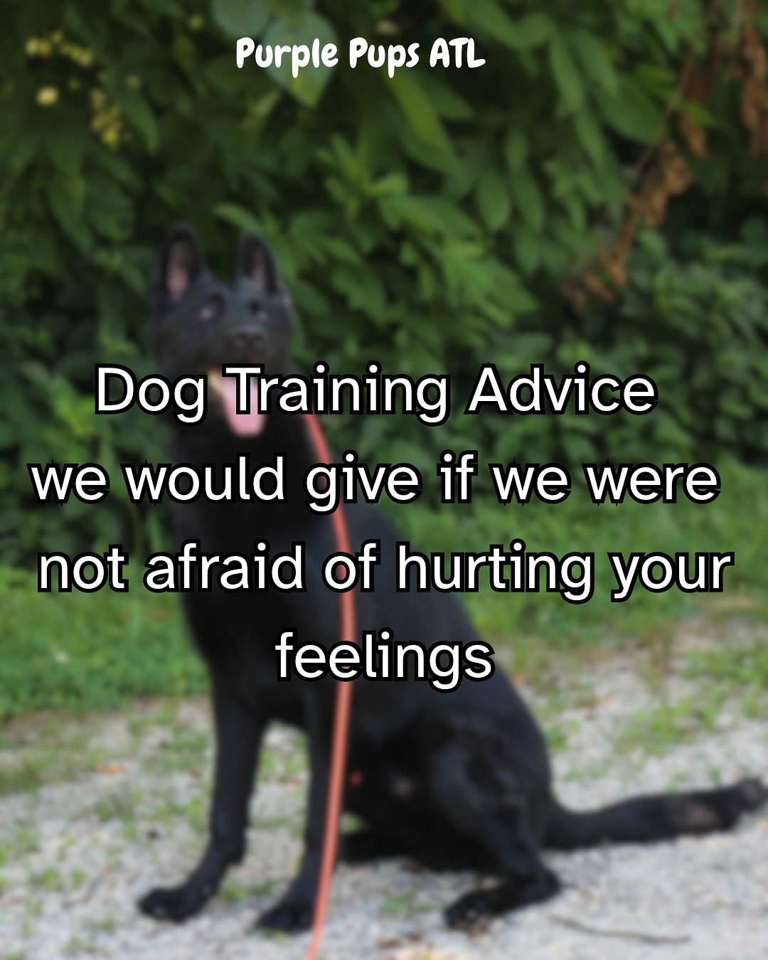 Let’s be honest: A lot of dogs are struggling because no one’s leading them.
We don’t train dogs with vibes and treats alone. We train with structure, clarity, and accountability.
Most common issues we see?
• Too much affection, not enough direction
• Inconsistent follow-through
• Avoiding correction out of guilt- (We are not saying yank or crack your dog either)
• Confusing socialization with flooding them
• Blaming the dog instead of the environment
Your dog isn’t the problem. The problem is the way they’ve been set up to fail.
Want better behavior? Start by being a better communicator.
We’ll show you how.
Message us here or hit the link in bio to train with Purple Pups ATL.
#PurplePupsATL #DogTrainerTruths #BalancedTraining #StructureBeforeFreedom #RealLifeTraining #DogTrainingHelp