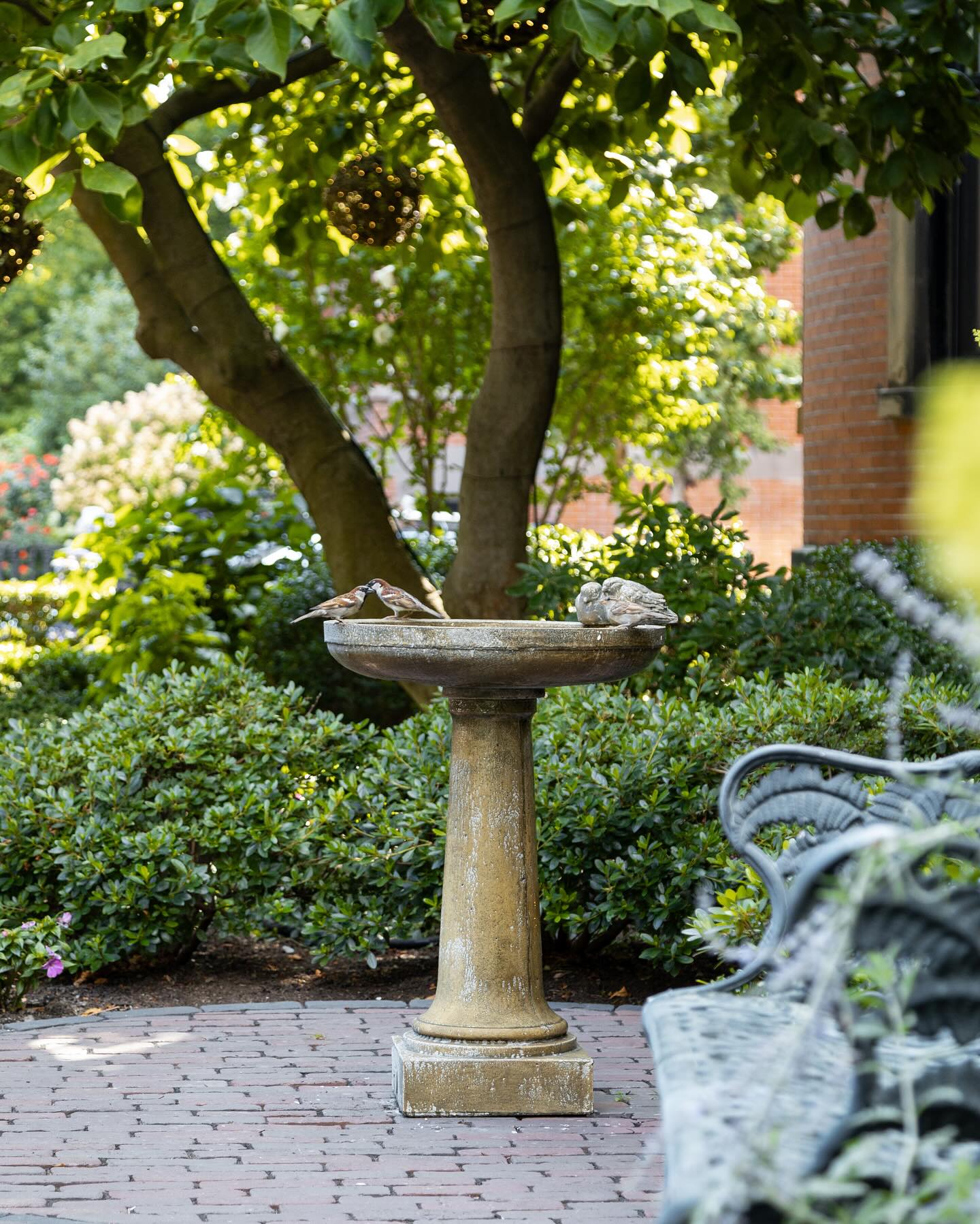 Look who stopped by the @halehouse273 garden! 🌿 Since the building once housed the Audubon Society of Boston, we created this space with birds and pollinators in mind. A peaceful oasis right in the heart of the city.
.
.
.
.
.
#citygarden #garden #gardendesign #growsomething #gardenlove #boston #backbay #containergarden #gardenstyle #instagarden #landscaping #outdoorliving #outdoordecor #outdoordesign #gardenlife #curbappeal #windowbox #home #bhg #bhghome #bostonhome #rslove #plantlove #igboston #theprettycities #mytinyatlas #summer #summertime #birds #pollinators
