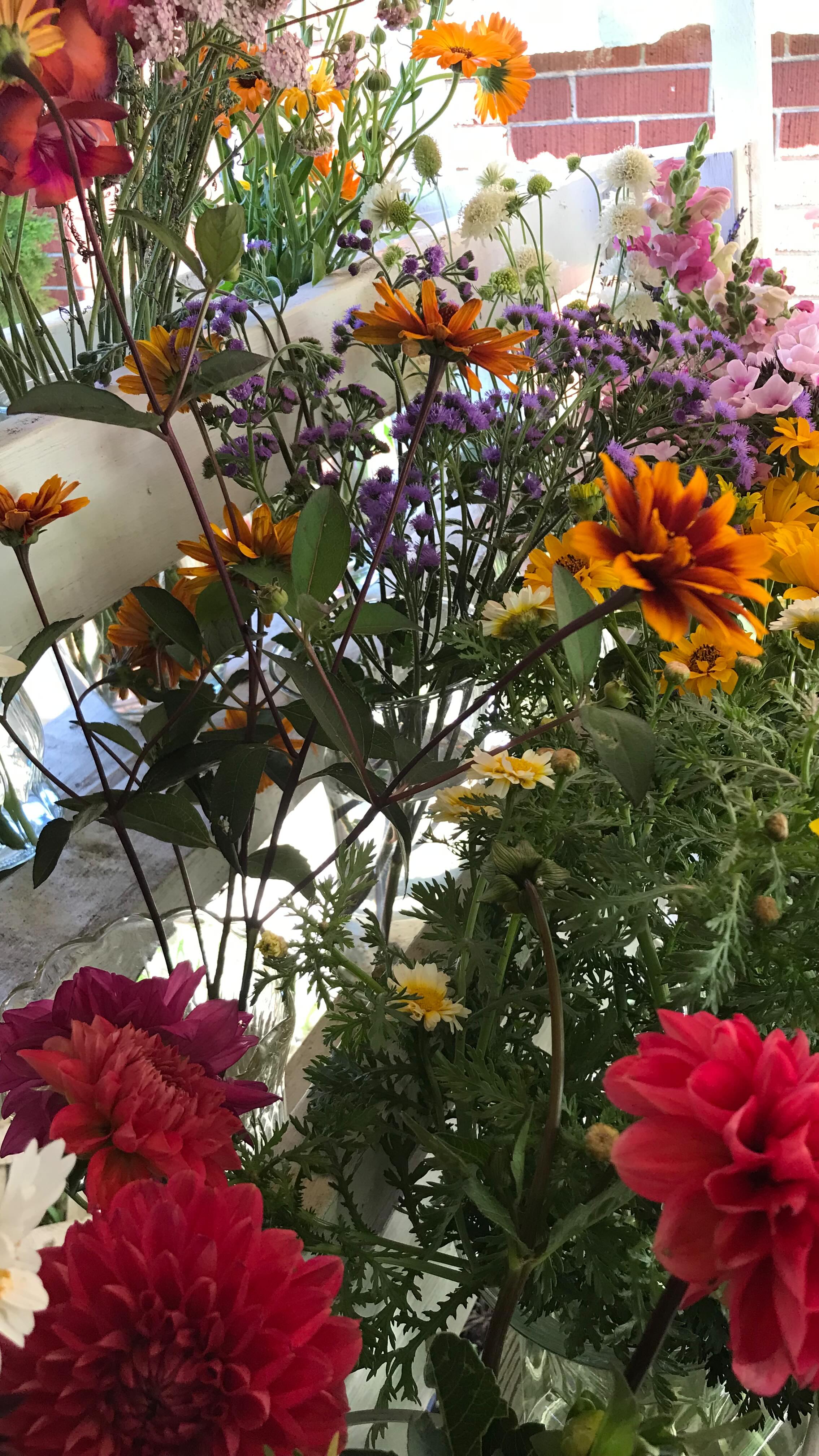 Harvest season is here and our Bouquet Bar is up and running! Different, freshly harvested blooms every day!
Drop by to choose your favourites and make your own bouquet, or grab one of our pre-made bouquets!
Bring a coffee and a friend and sit awhile on the Terrace overlooking the flower fields. Enjoy the experience of a blooming flower farm today!
336813 33rd, Line, Embro. The address says Embro, but we are right outside the village of Harrington.
#Thegardeninharrington #harringtonontario #tavistockontario #tavistockontarioflowers #harringtonontarioflowers #embroontario #embroontarioflowers #embroontarioflowerdelivery #tavistockontarioflowerdelivery #thamesfordontario #lakesideontario #stmarysontario #stmarysontarioflowers #stmarysontarioflowerdelivery #woodstockontario #woodstockontarioflowers #woodstockontarioflowerdelivery #hicksonontario #flowerfarm #canadianflowerfarmer #ontarioflowerfarm #ontarioflowerfarmer #oxfordcounty #perthcounty #stratfordontario #stratfordontarioflowers #stratfordontarioflowerdelivery #freshflowers #haveyouseenaflowerfarmyet