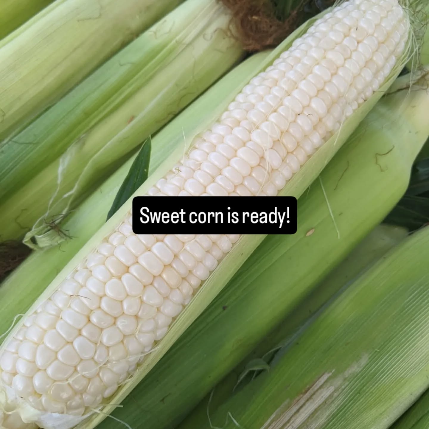 Our all white sweet corn is ready! You can find it this Saturday at Parkville Farmers Market, Leavenworth Farmer's Market & The City Market -KC.