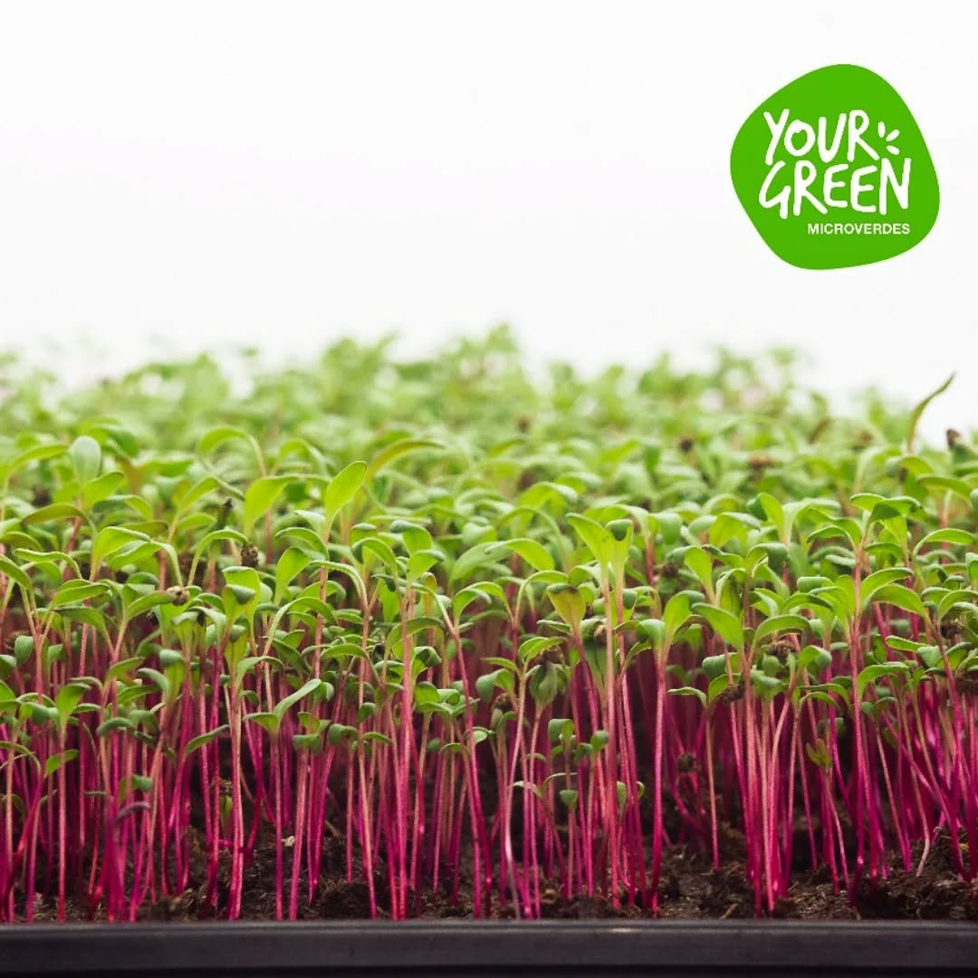 A próxima safra de beterraba quase pronta! 🙂🌱
#brotos #microverdes #gastronomia #maceió