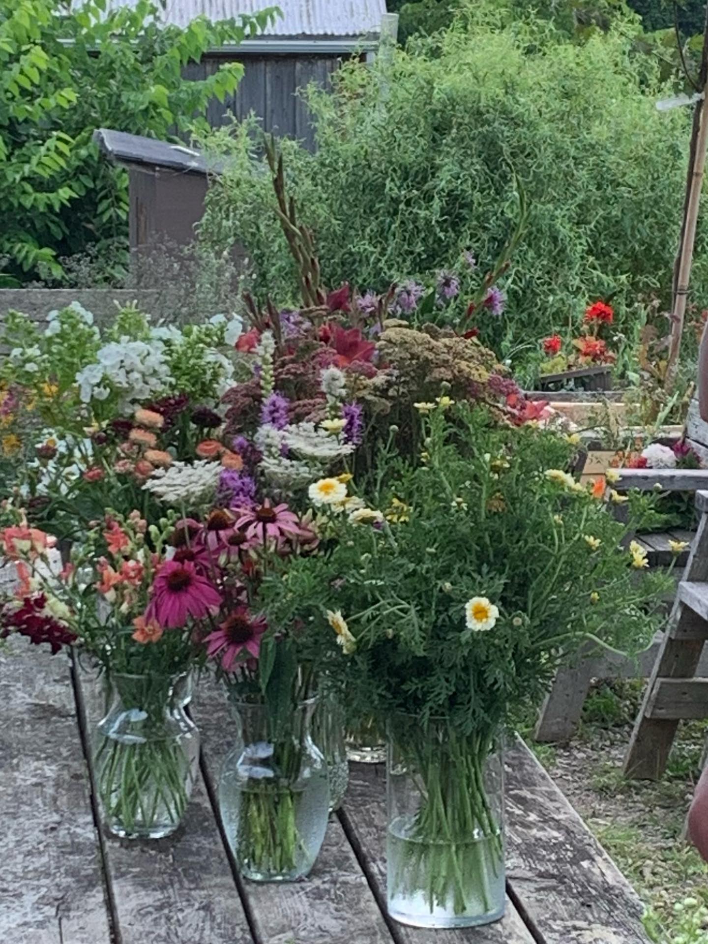 The Terrace was decked out in flowers for our Bouquet Making Workshop tonight! Our guests enjoyed a quick tour of the field and then got down to selecting their favourites from the over 20 bloom varieties waiting for them up on the terrace. The breeze was a welcome reprieve from the heat, and the evening was a great success!
Have you signed up for one of our summer Bouquet Making Workshops yet? The next one is Aug 7th. We’ll see you then!
https://www.eventbrite.ca/e/bouquet-arranging-evenings-tickets-1351677887949?aff=ebdssbdestsearch
#Thegardeninharrington #harringtonontario #tavistockontario #tavistockontarioflowers #harringtonontarioflowers #embroontario #embroontarioflowers #embroontarioflowerdelivery #tavistockontarioflowerdelivery #thamesfordontario #lakesideontario #stmarysontario #stmarysontarioflowers #stmarysontarioflowerdelivery #woodstockontario #woodstockontarioflowers #woodstockontarioflowerdelivery #hicksonontario #flowerfarm #canadianflowerfarmer #ontarioflowerfarm #ontarioflowerfarmer #oxfordcounty #perthcounty #stratfordontario #stratfordontarioflowers #stratfordontarioflowerdelivery #freshflowers #haveyouseenaflowerfarmyet