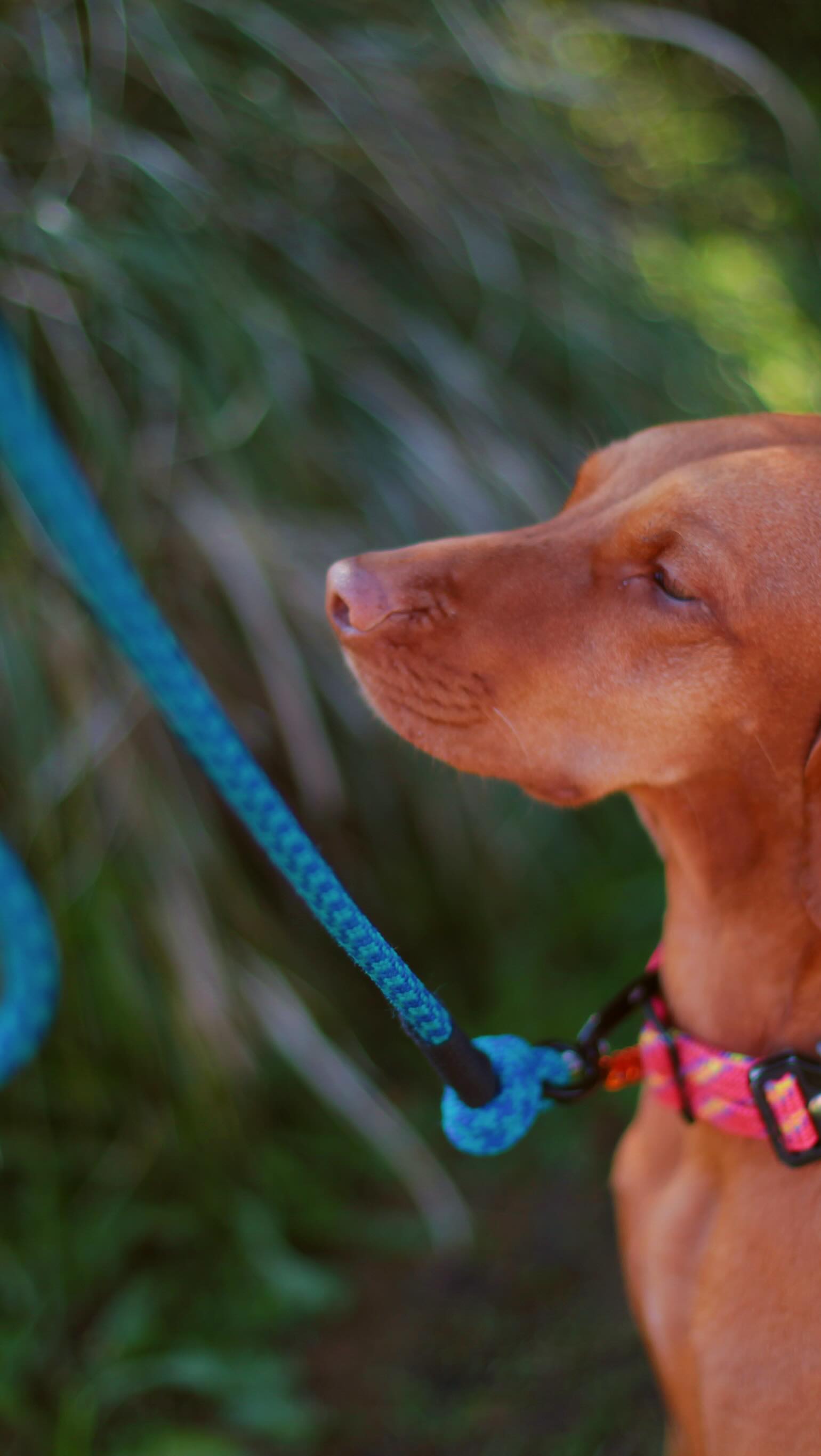 Another day in the life ✨
#nzsmallbusiness #ecofriendly #dogsnz