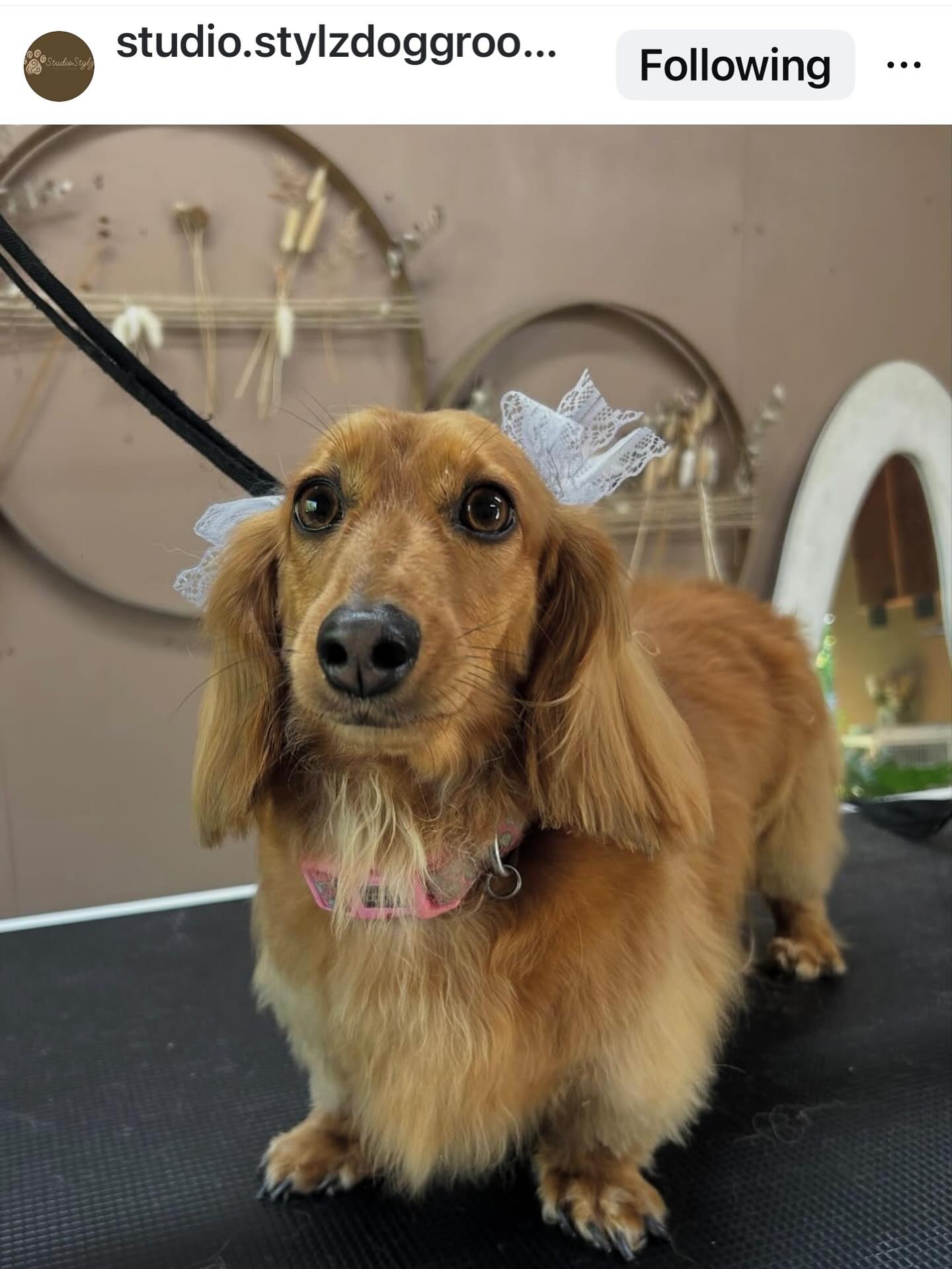 Thank you @studio.stylzdoggrooming for making Zinnie even more adorable 🥰
