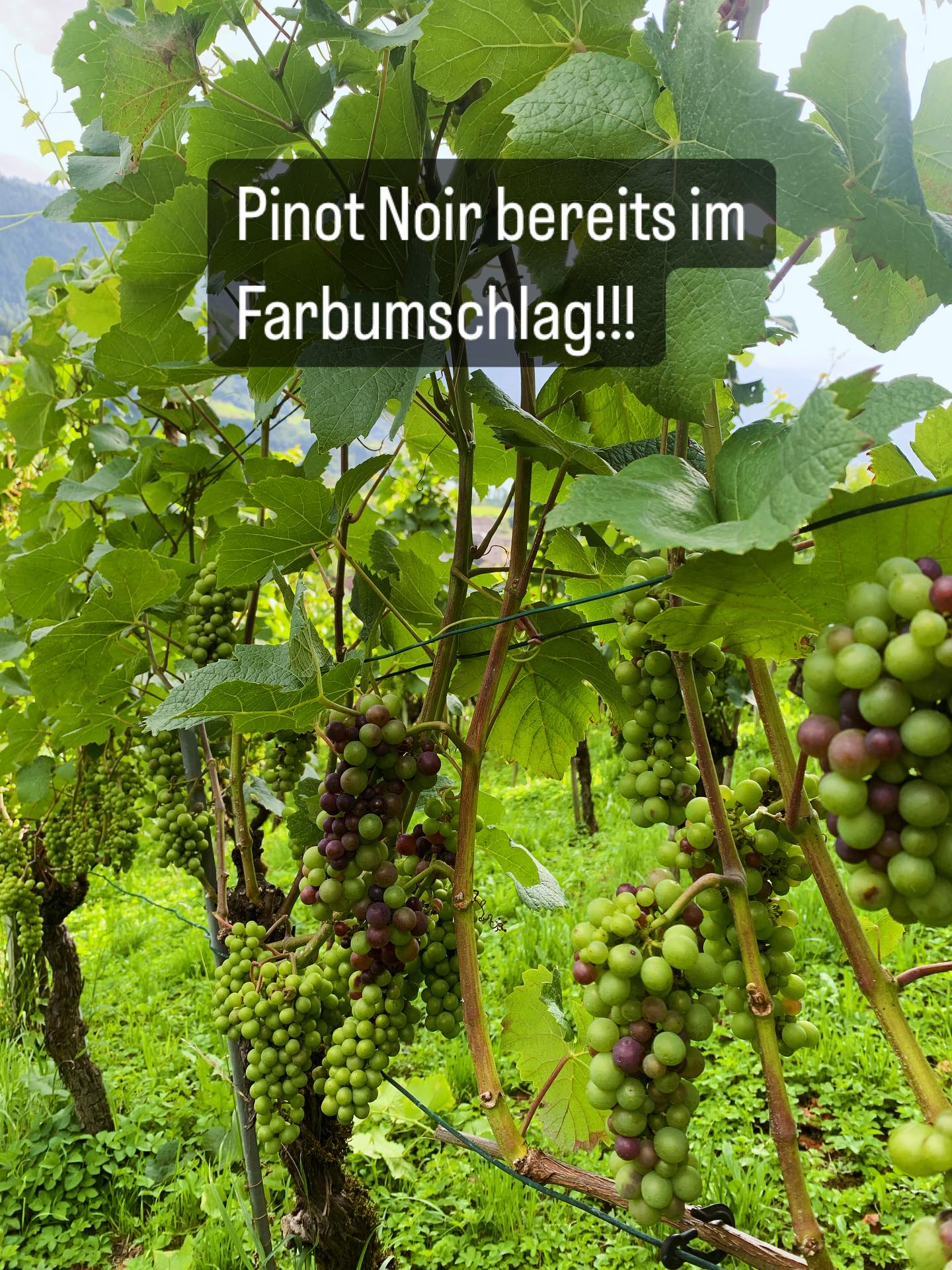 Die ersten Pinot Noir im Farbumschlag! 3-4 Wochen früher als normal!! Ein zweites 2003?! #fürscht#pinotnoir#farbumschlag#extrem#früh#walenstadt#walensee#casanova#weinpur#biodynamisch#demeter#finewines