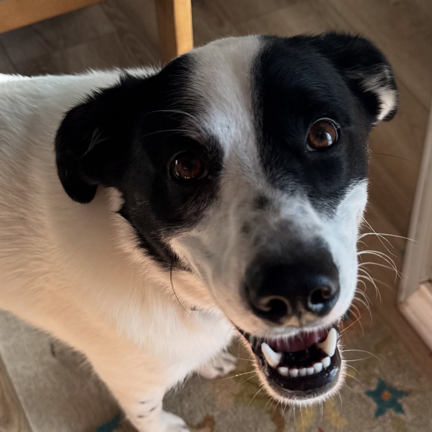 CARL!!!! Gonna miss this guy, two weeks and he goes home today š„¹
Book online or send me a message for booking. Vacation and In-home boarding options available for longer stays like my man Carl.
www.boernepetsitting.com
