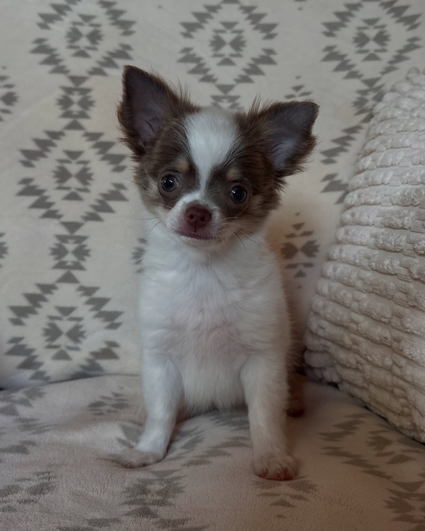 Bluey has found his new home 😌 he is perfection 🥲😍 we love him so much his personality is outstanding he is friendly to everyone he meets and just loves life ! He is a such an independent little guy and has the spunk !
#chihuahuapuppy #available