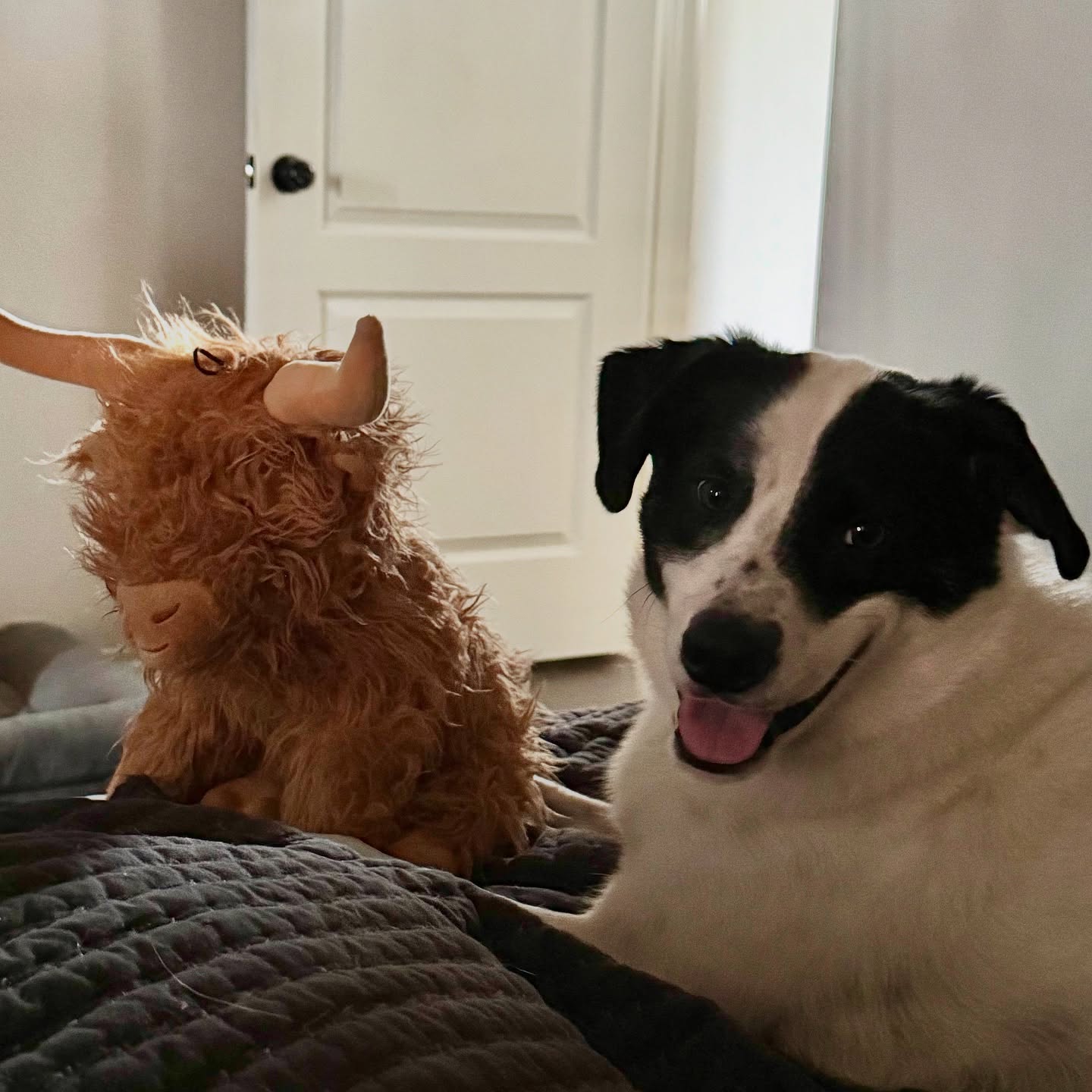 Iāve had enough of your cuteness CARL.
š¾ Boerne Pet Sitting
š± Booking 830-837-3135 / boernepetsitting@gmail.com
š Service Areas: Boerne - Fair Oaks Ranch - Dominion - Leon Springs
#boerne #petsitting #fairoaksranch #dogsofinstagram #adoptdontshop